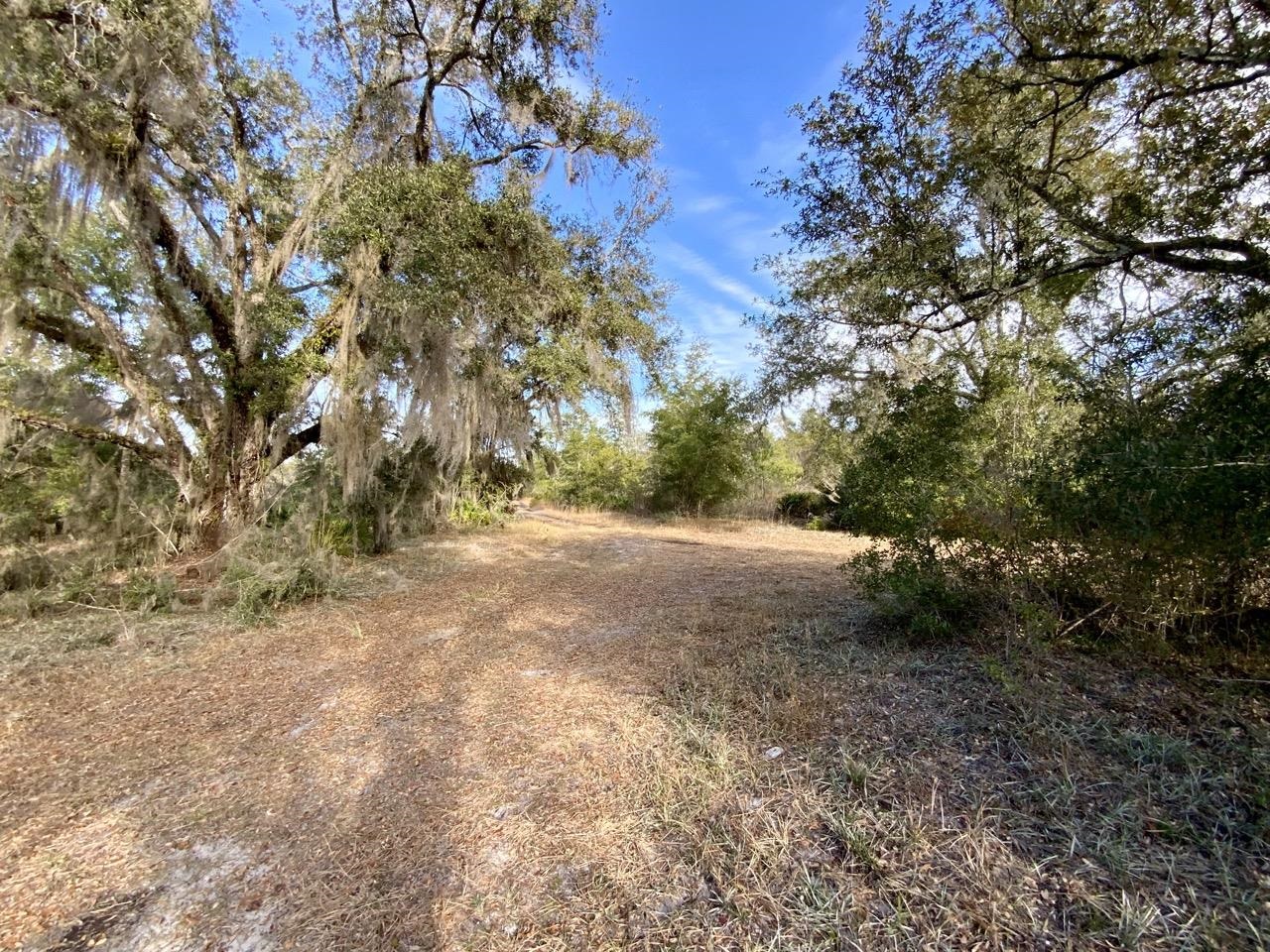 Vacant 62 Road, Lamont, Florida image 22