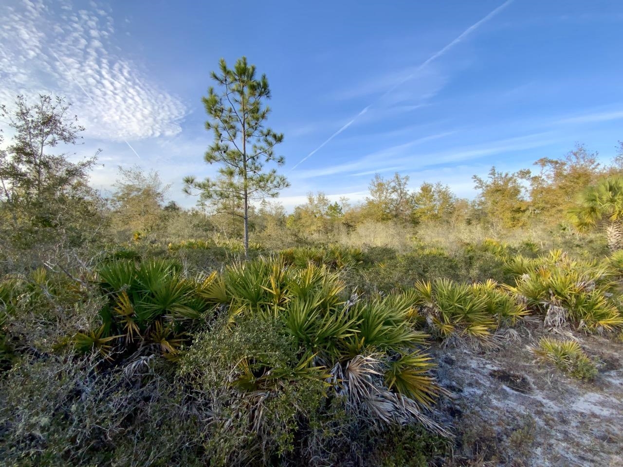 Vacant 62 Road, Lamont, Florida image 29