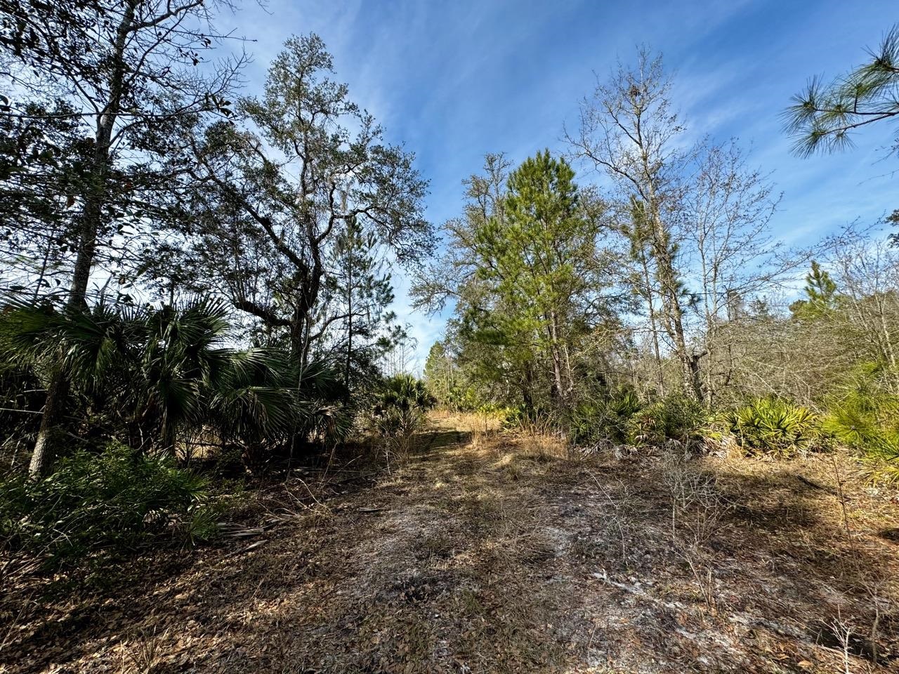 Vacant 62 Road, Lamont, Florida image 5