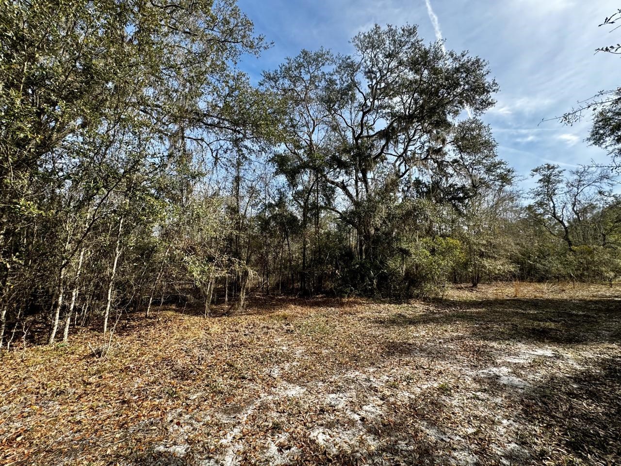 Vacant 62 Road, Lamont, Florida image 6