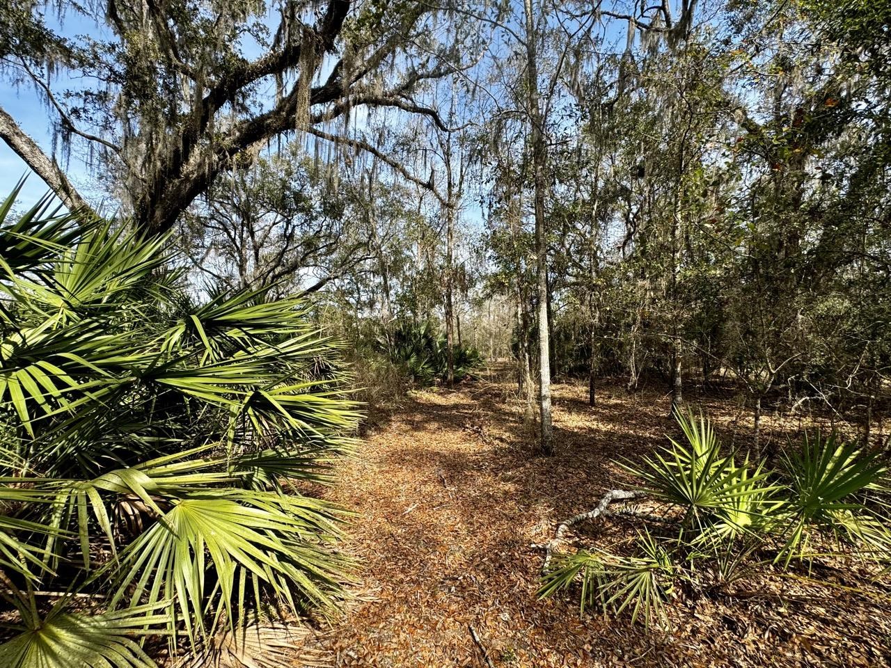 Vacant 62 Road, Lamont, Florida image 7