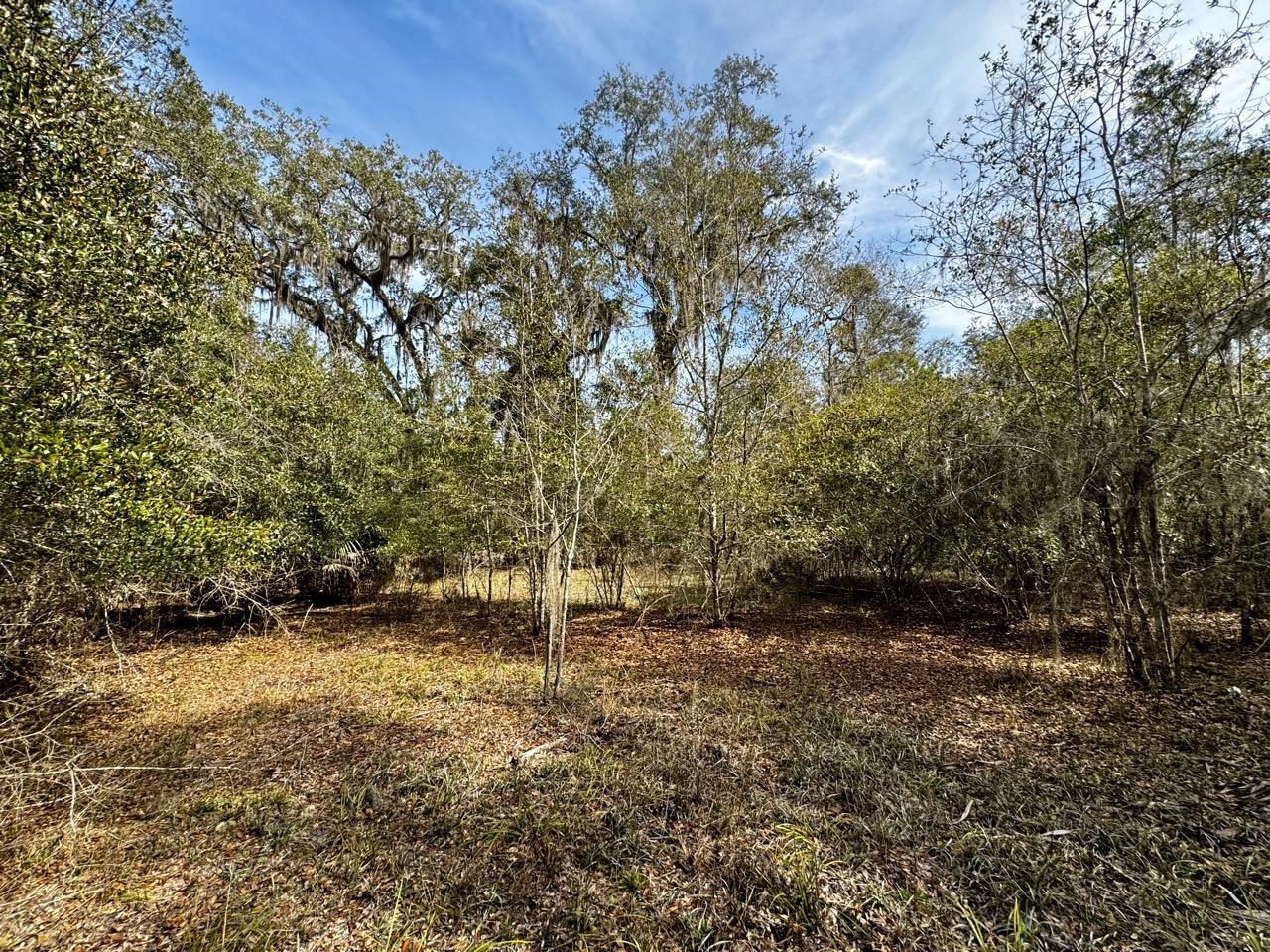 Vacant 62 Road, Lamont, Florida image 9