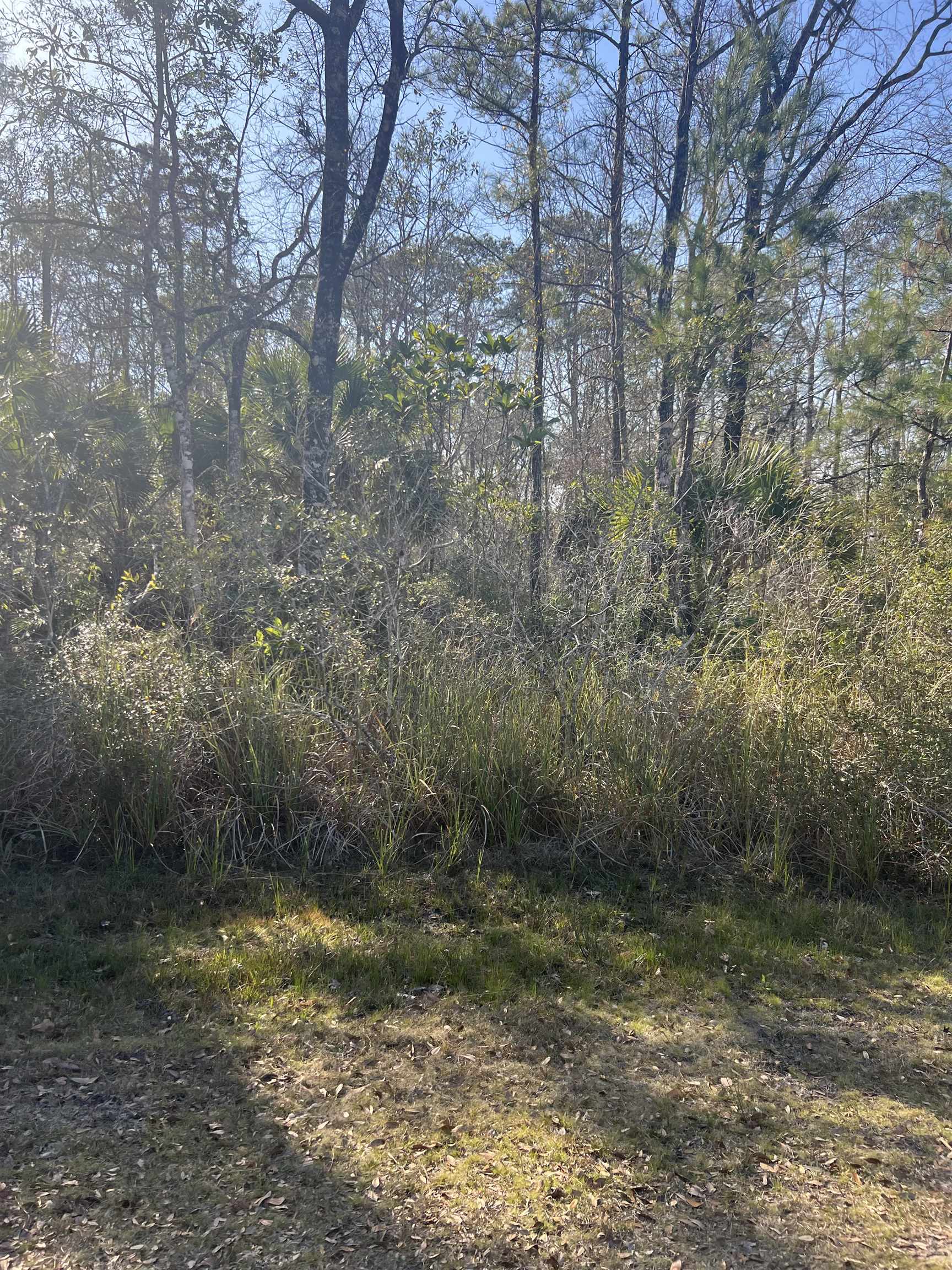 XX Burnt Pine Loop, St Marks, Florida image 2