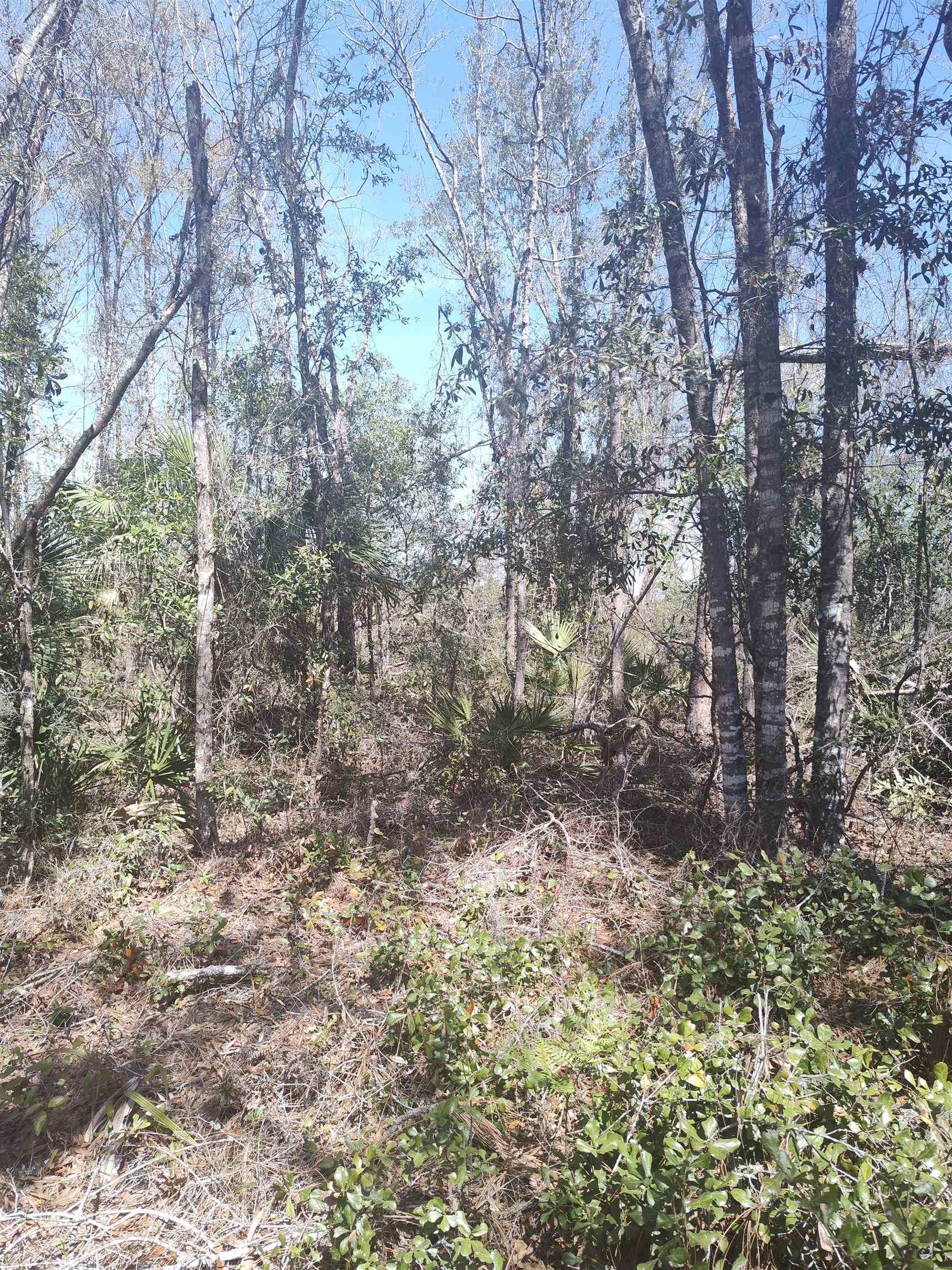 000 Strickland Landing Ct, Perry, Florida image 11