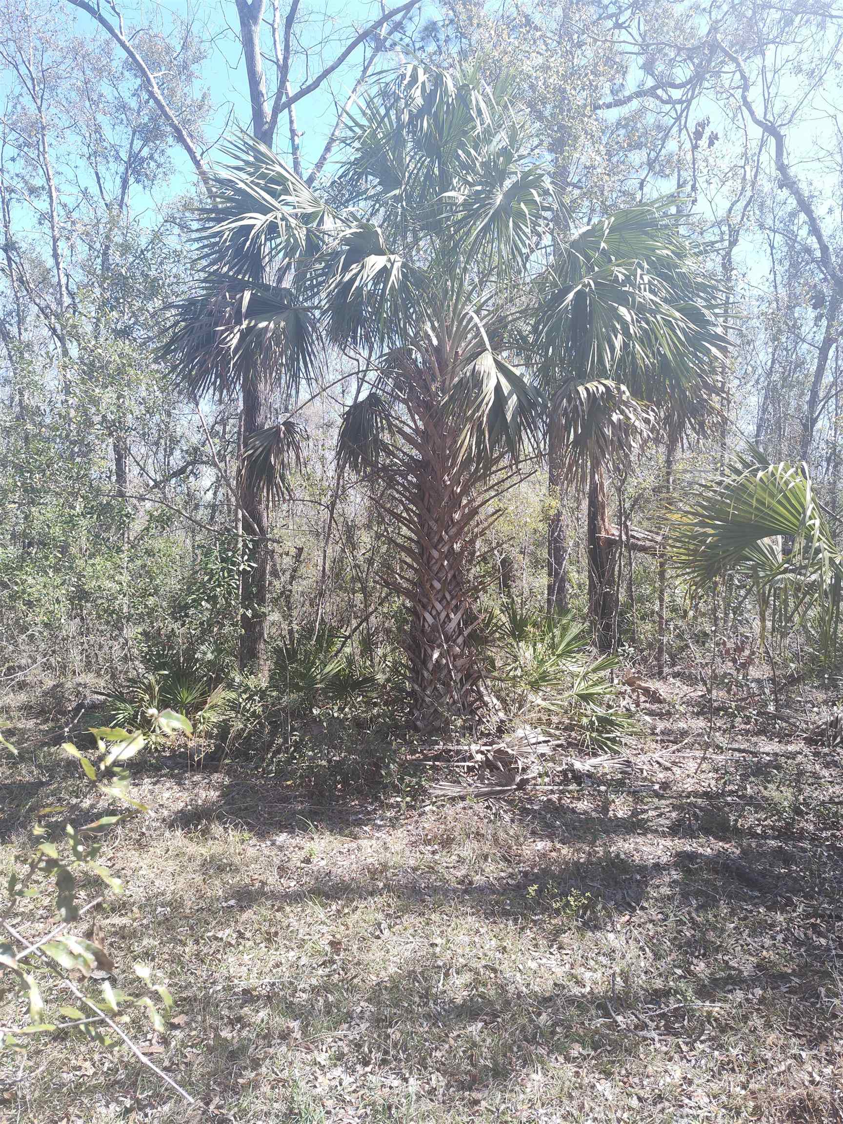 000 Strickland Landing Ct, Perry, Florida image 15