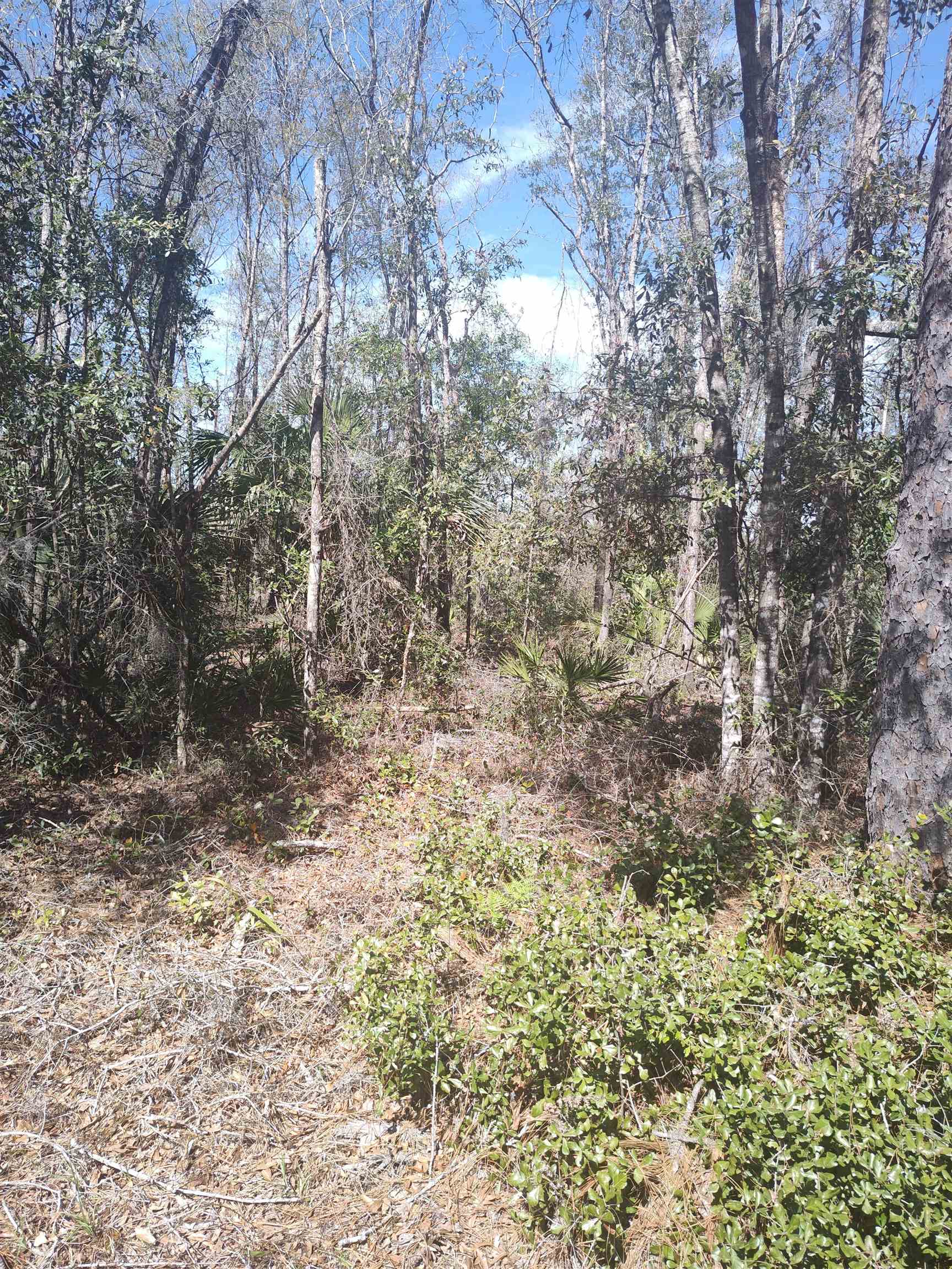 000 Strickland Landing Ct, Perry, Florida image 4