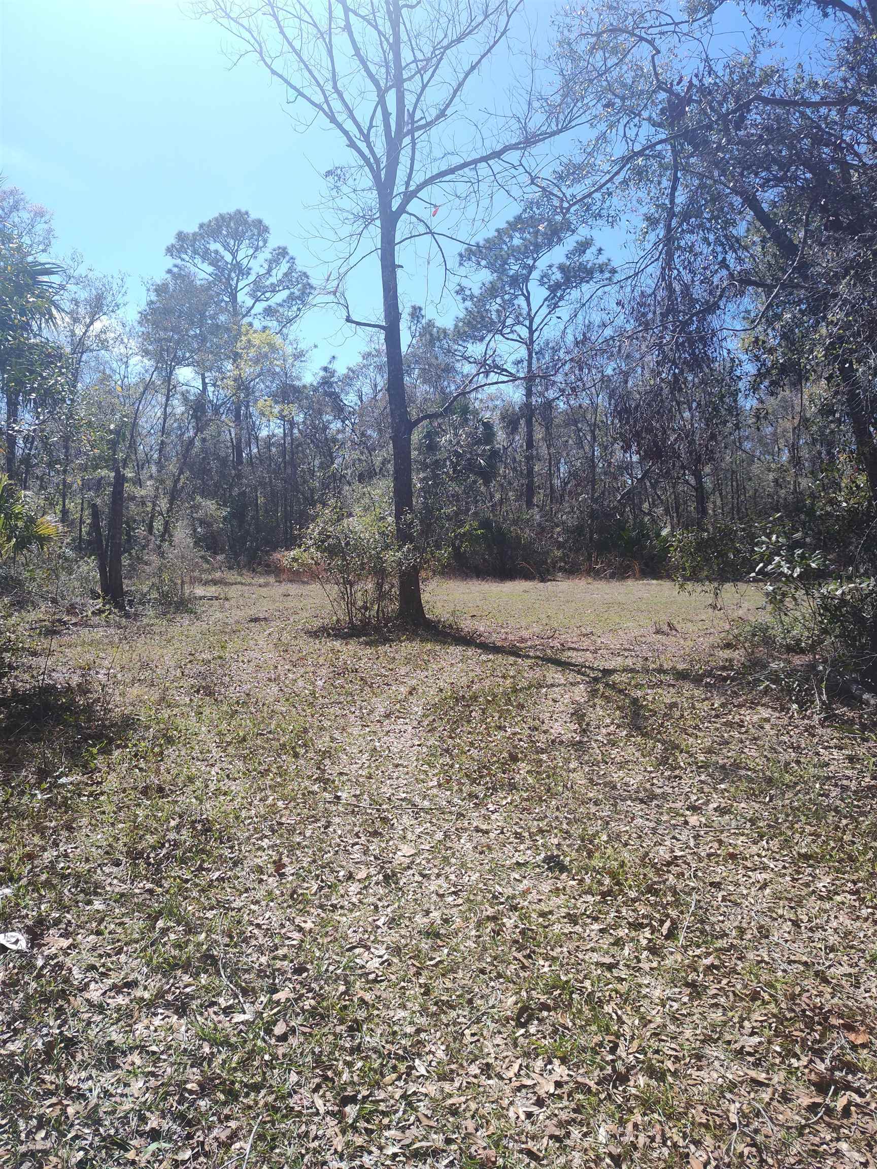 000 Strickland Landing Ct, Perry, Florida image 6