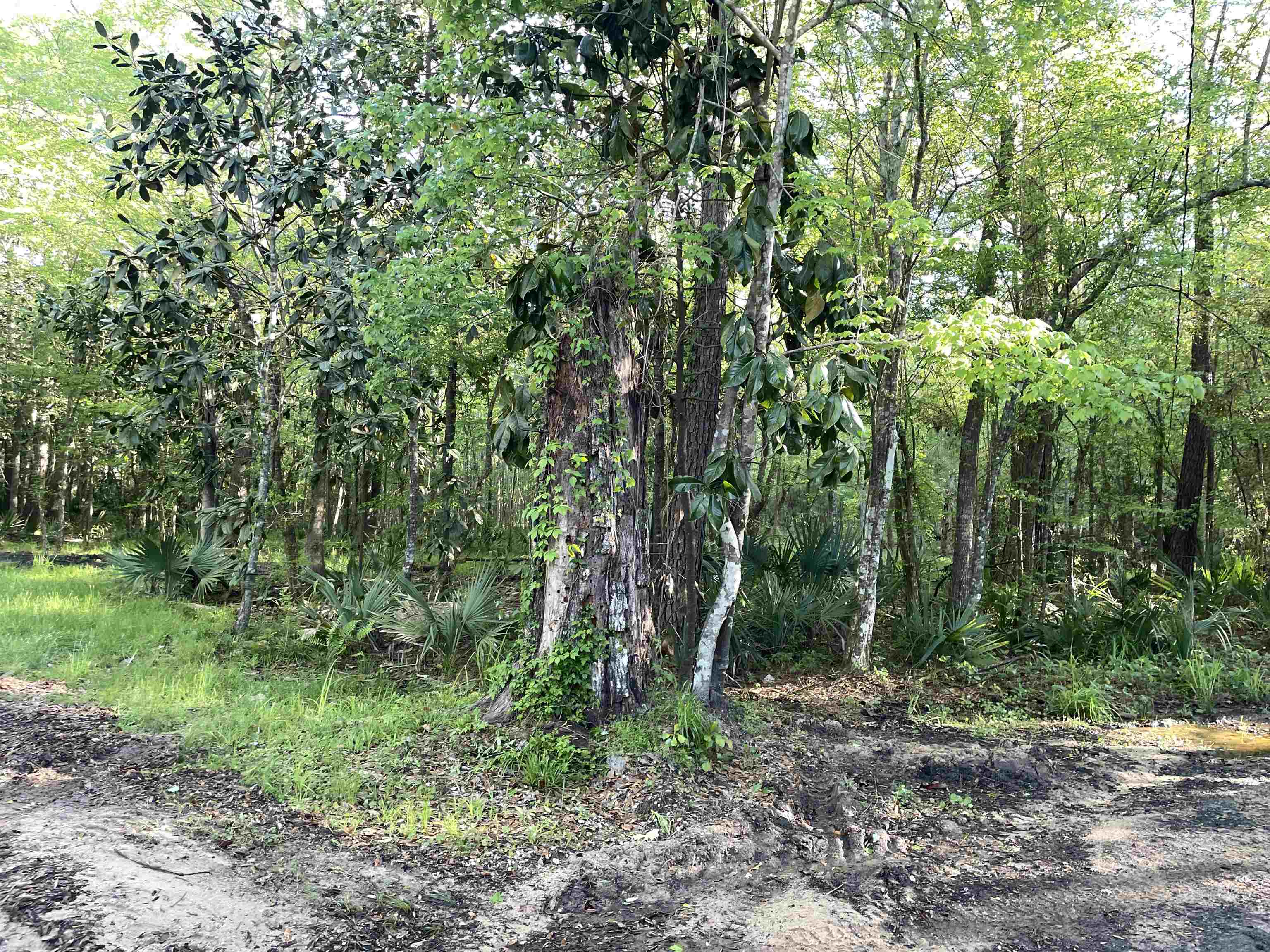 Mccook Road, Quincy, Florida image 15
