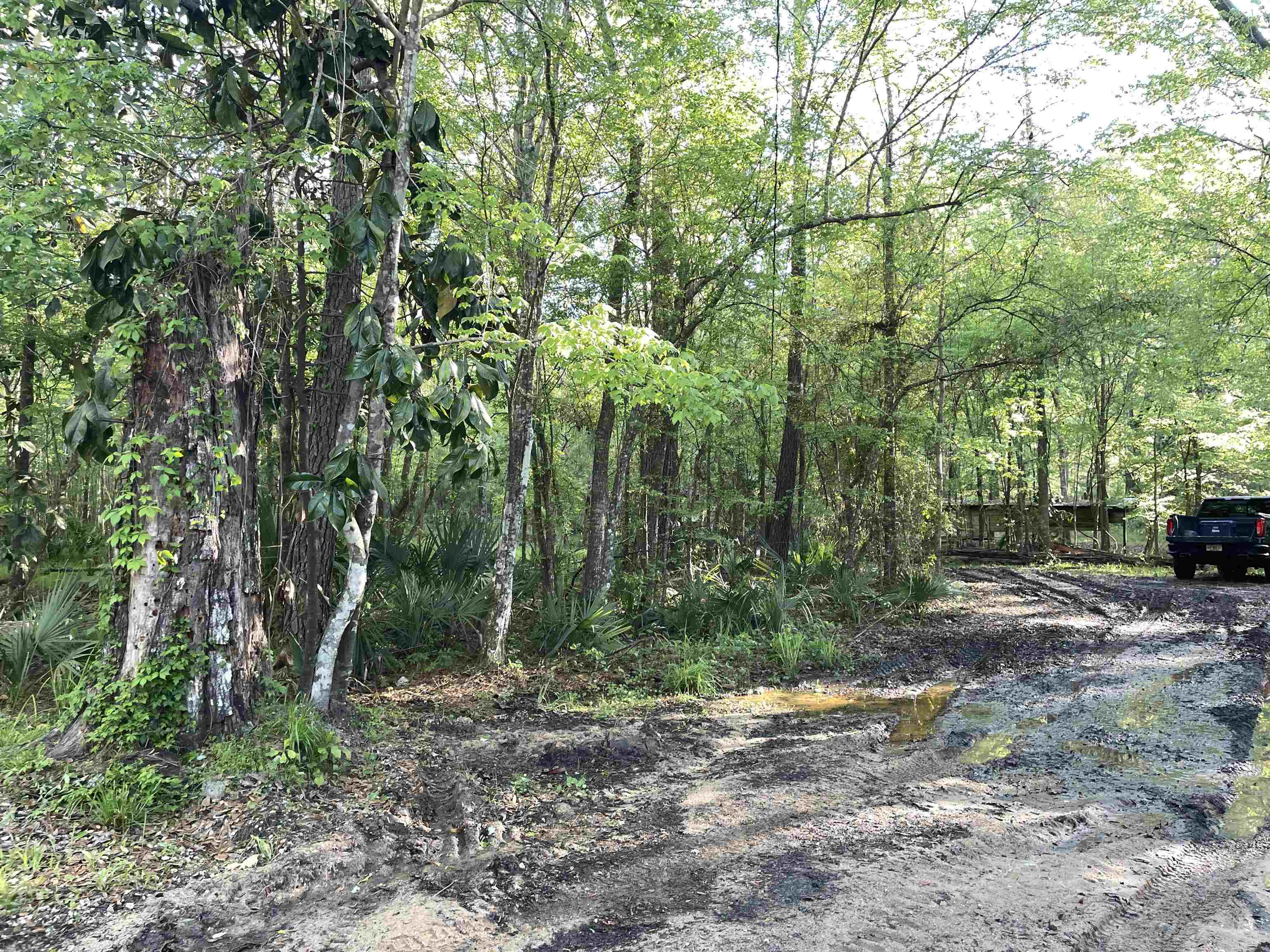 Mccook Road, Quincy, Florida image 16
