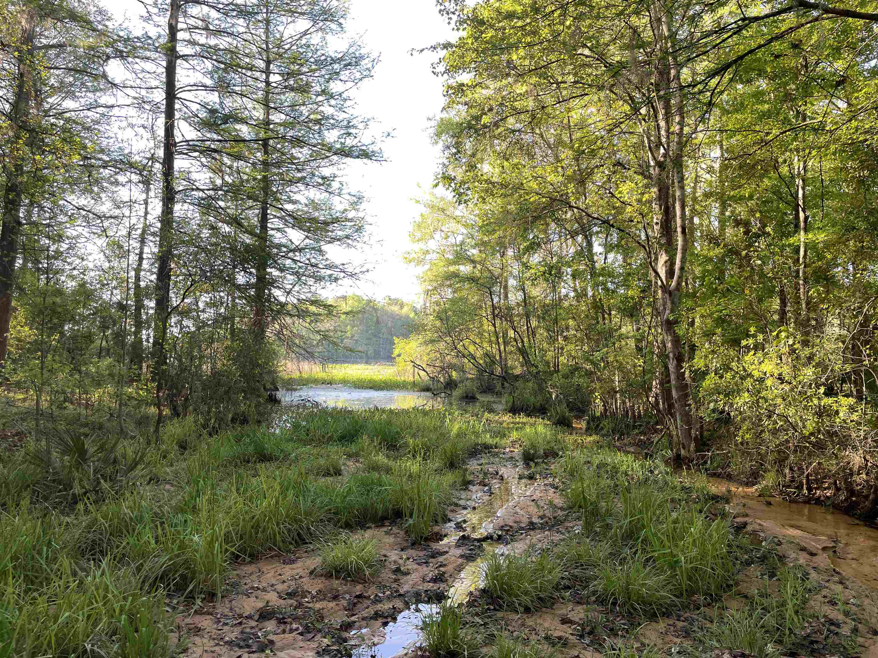 Mccook Road, Quincy, Florida image 21
