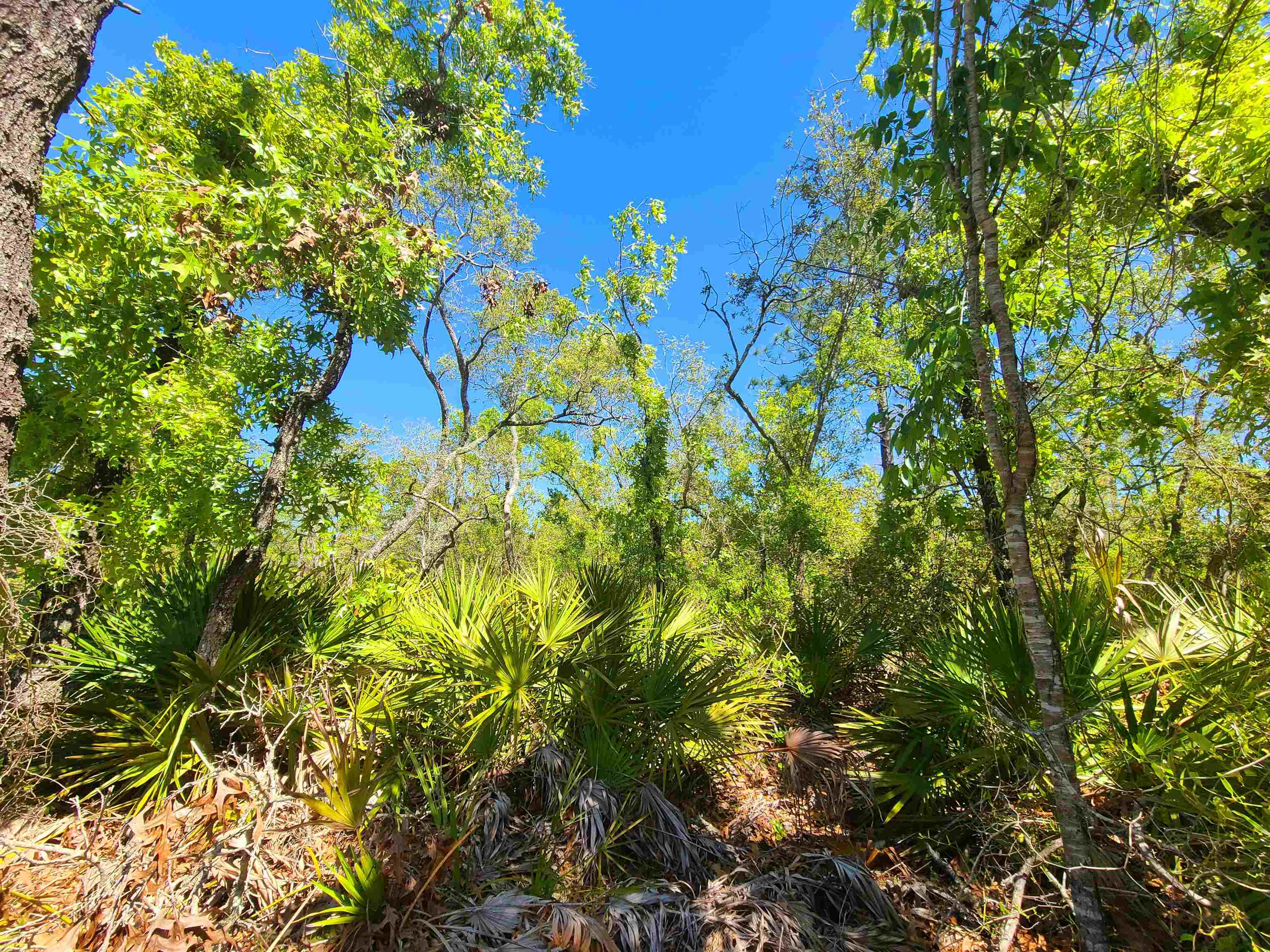 Lot 85 Beach Road, Perry, Florida image 4