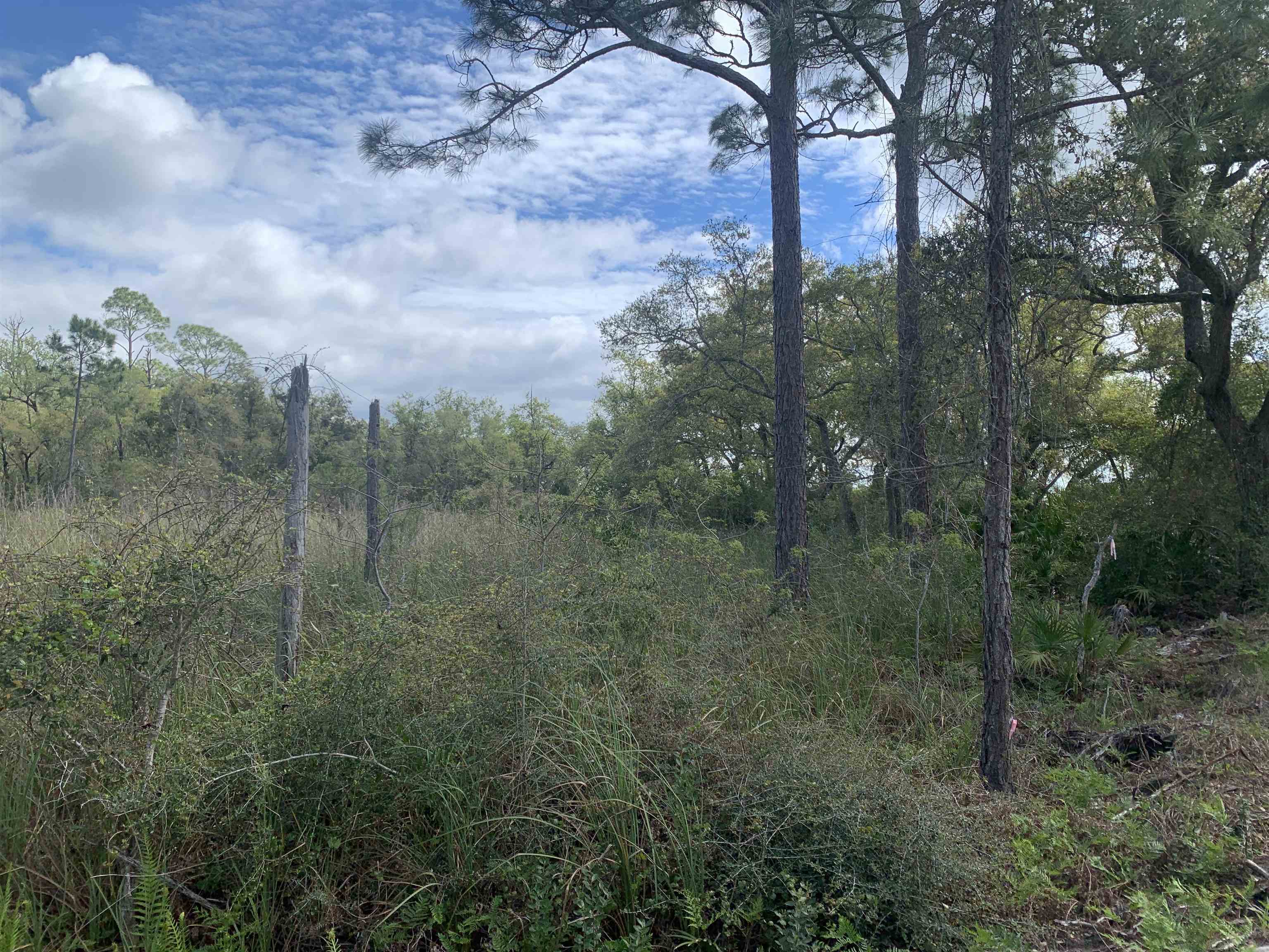 2990 Pristine Drive, CARRABELLE, Florida image 18