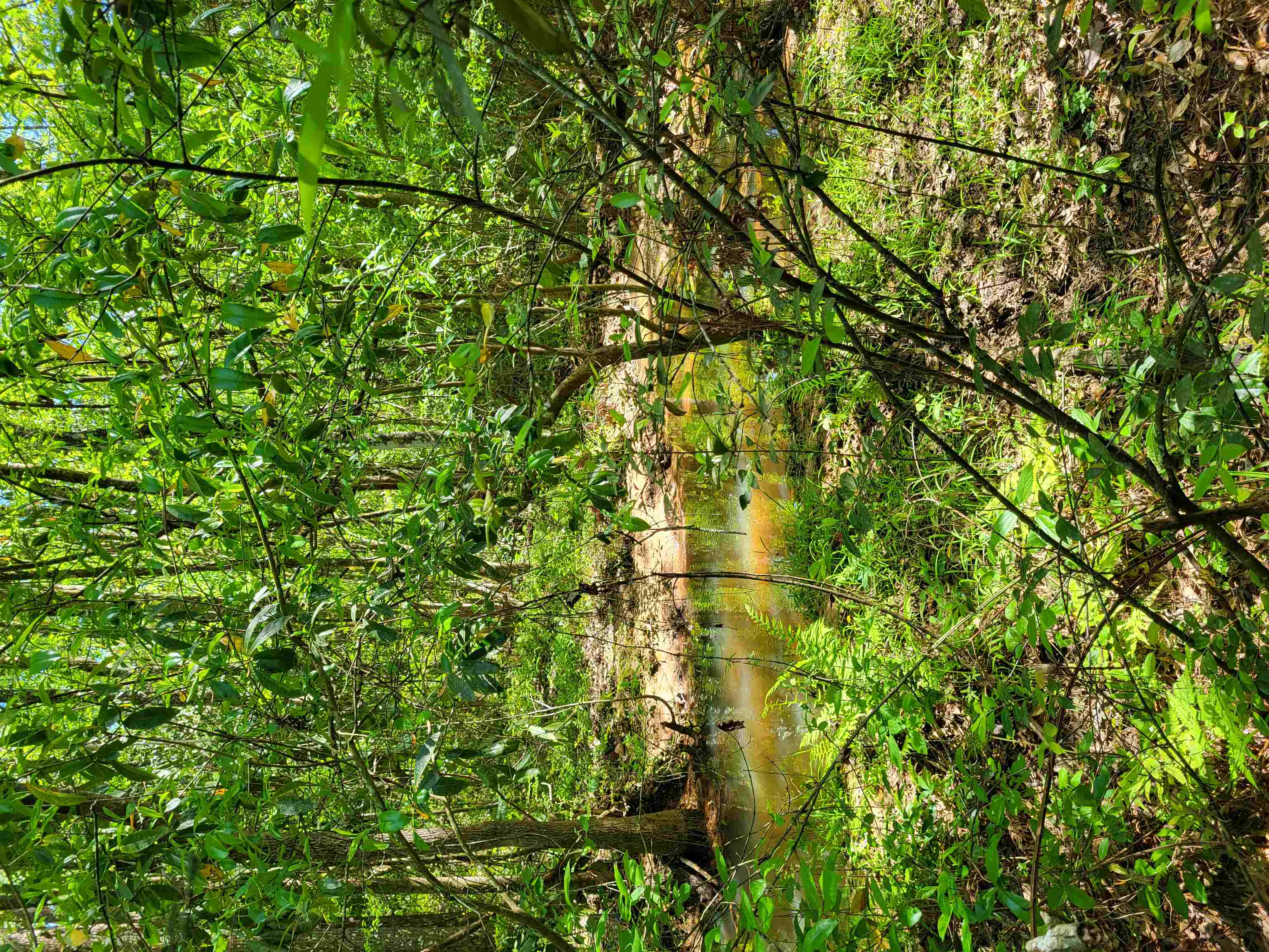 800 Florida Line Rd Road, Quincy, Florida image 3