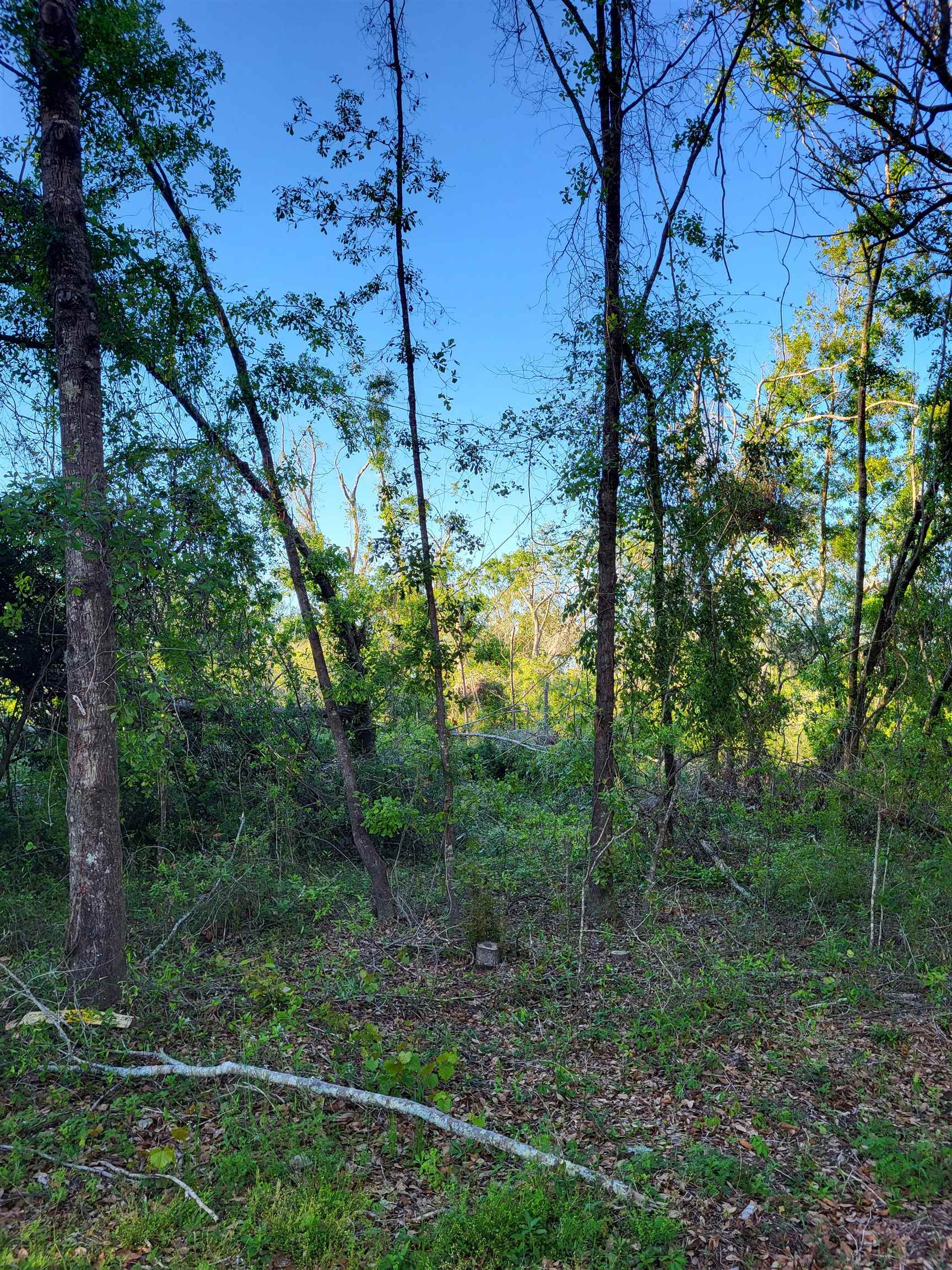 Lot 21 Wilder Creek Drive, Perry, Florida image 4