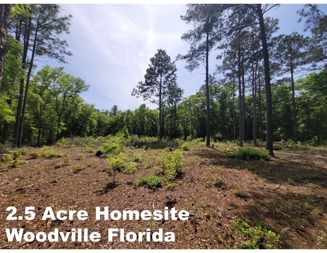 Tract E Lutterloh Road, Woodville, Florida image 1