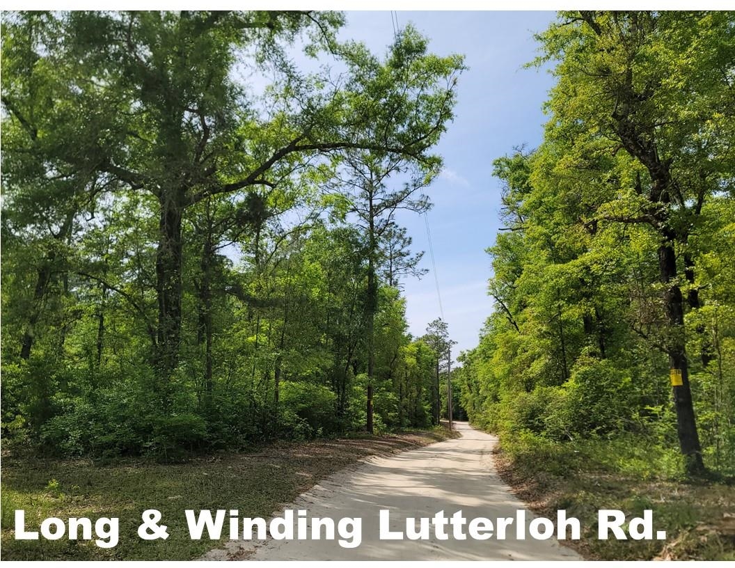 Tract E Lutterloh Road, Woodville, Florida image 5