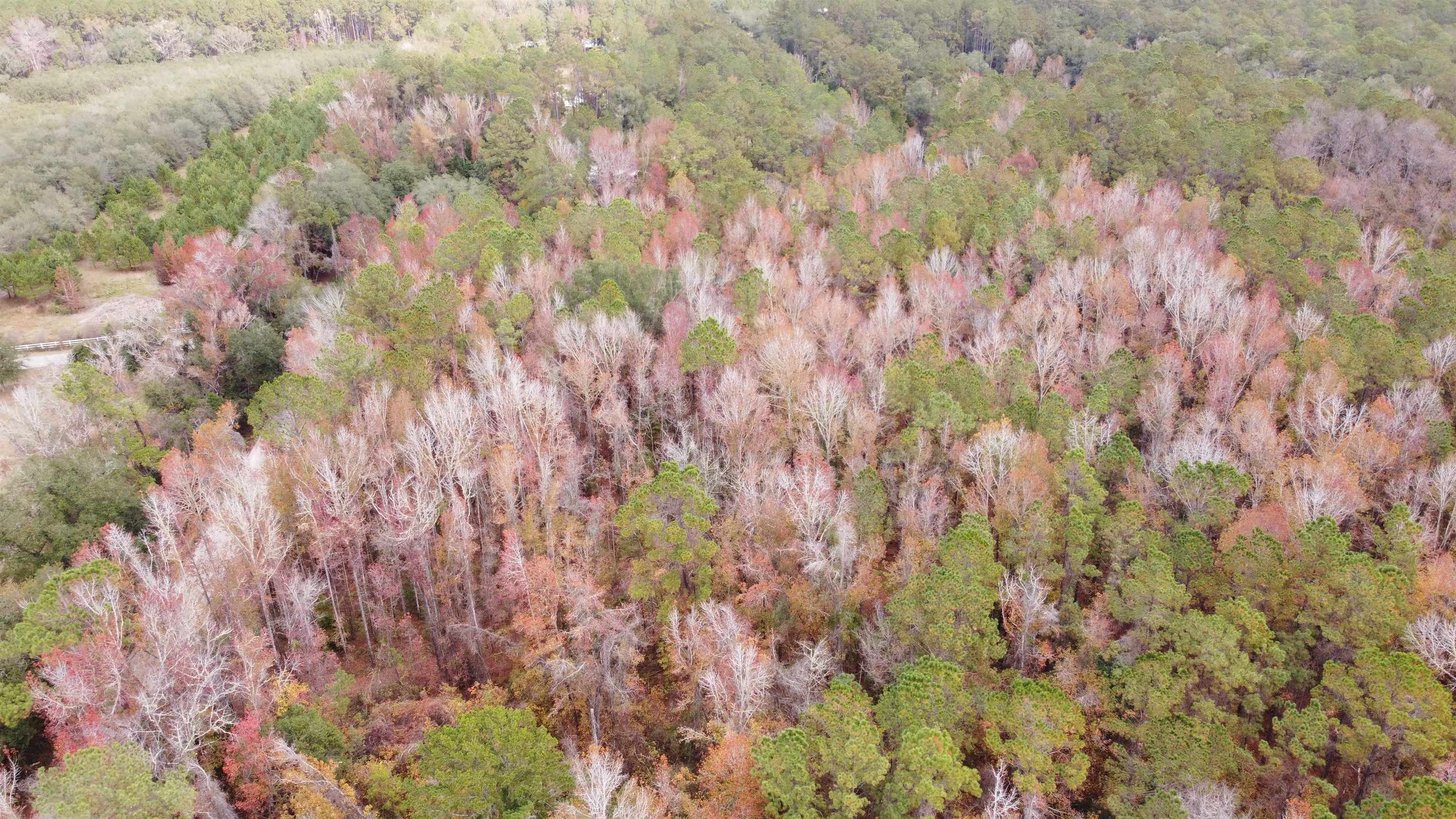 Deer Run Court, Sopchoppy, Florida image 10