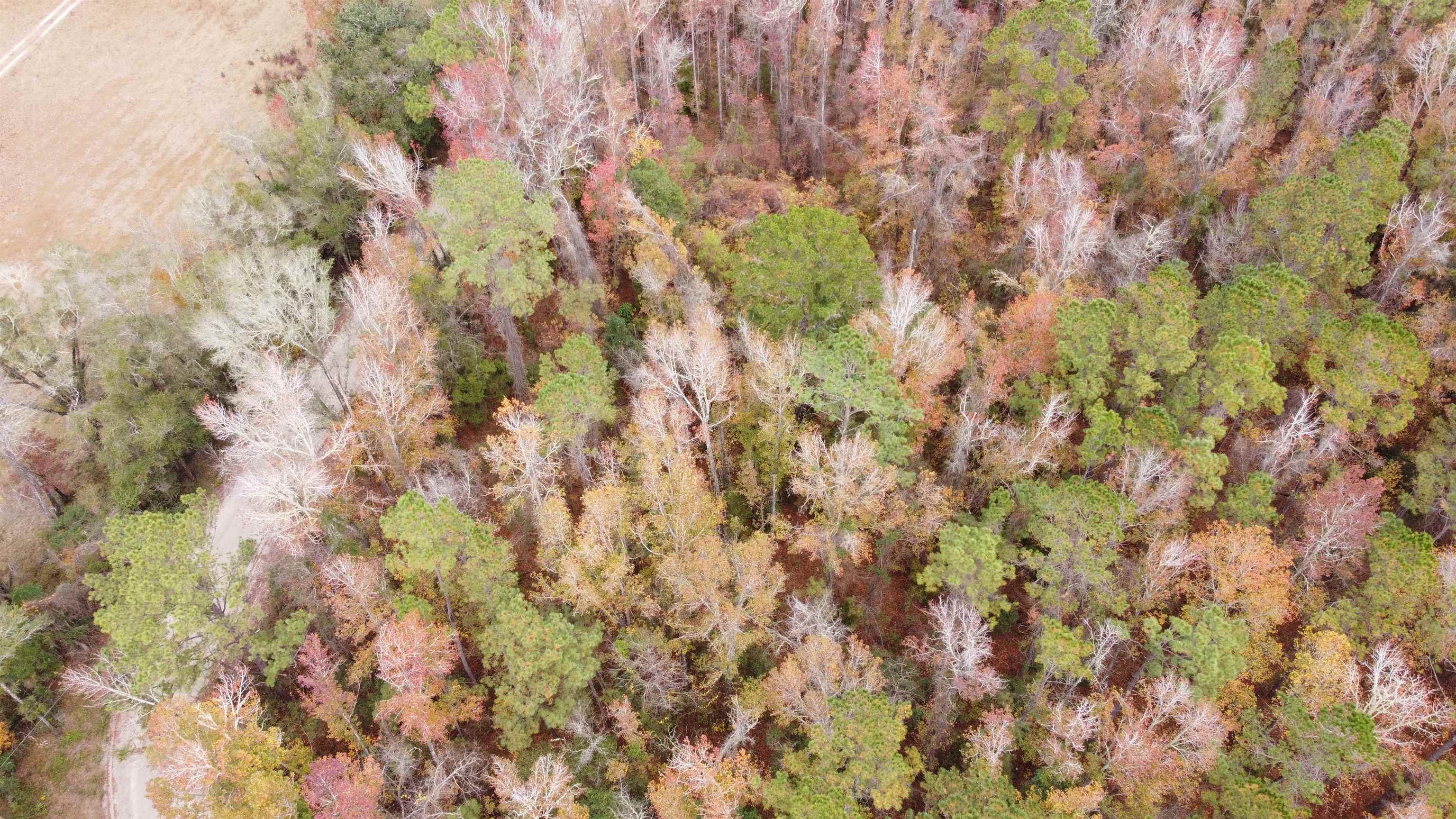 Deer Run Court, Sopchoppy, Florida image 9