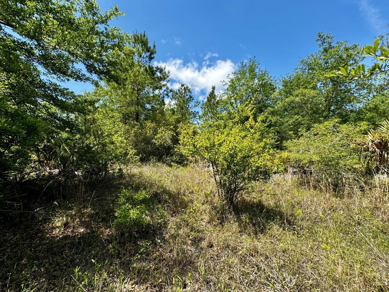 Vacant 62 Road, Lamont, Florida image 1