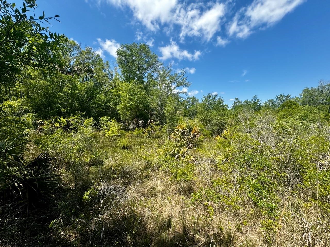 Vacant 62 Road, Lamont, Florida image 11