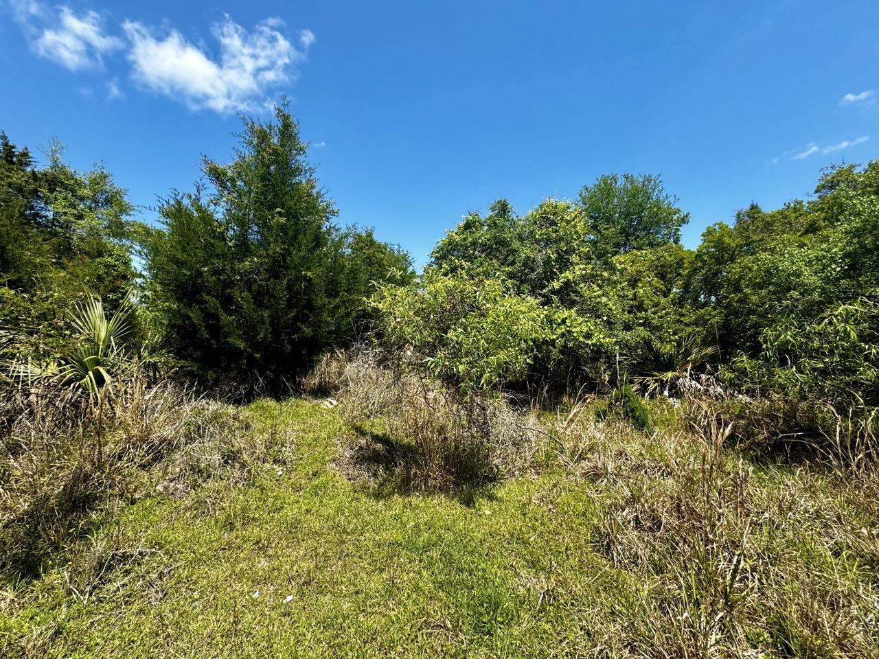 Vacant 62 Road, Lamont, Florida image 14