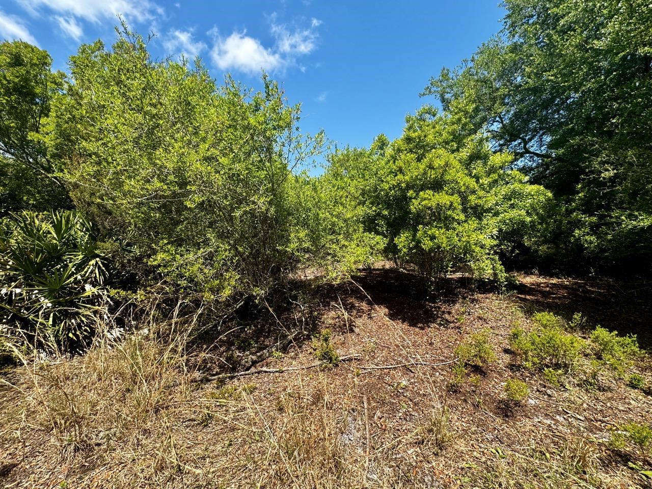 Vacant 62 Road, Lamont, Florida image 16