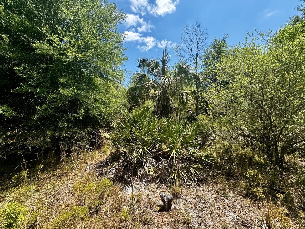 Vacant 62 Road, Lamont, Florida image 18