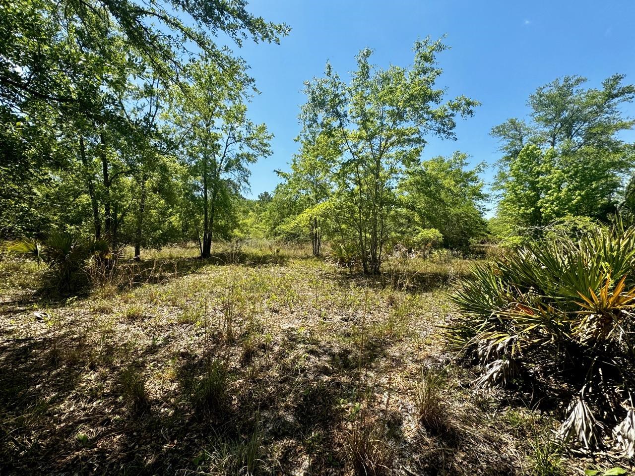 Vacant 62 Road, Lamont, Florida image 2