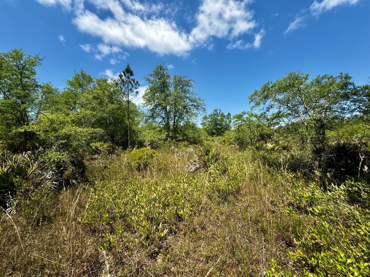 Vacant 62 Road, Lamont, Florida image 26