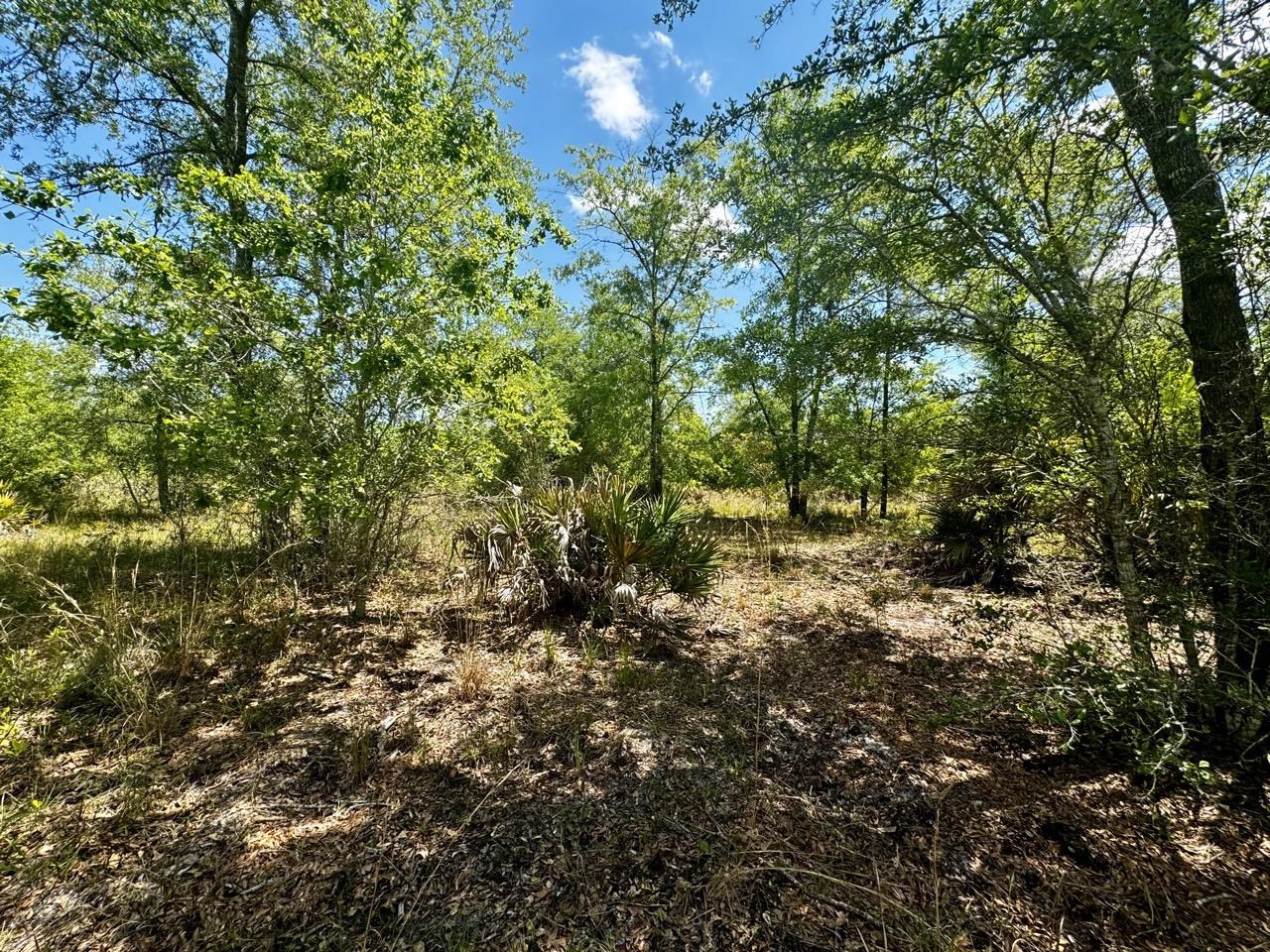 Vacant 62 Road, Lamont, Florida image 27