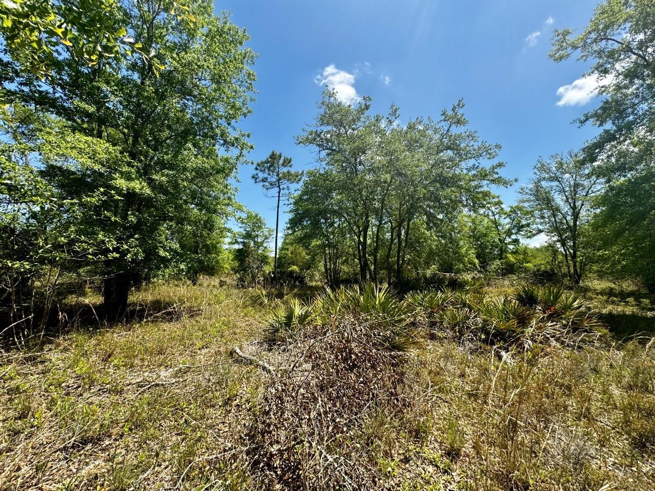 Vacant 62 Road, Lamont, Florida image 28