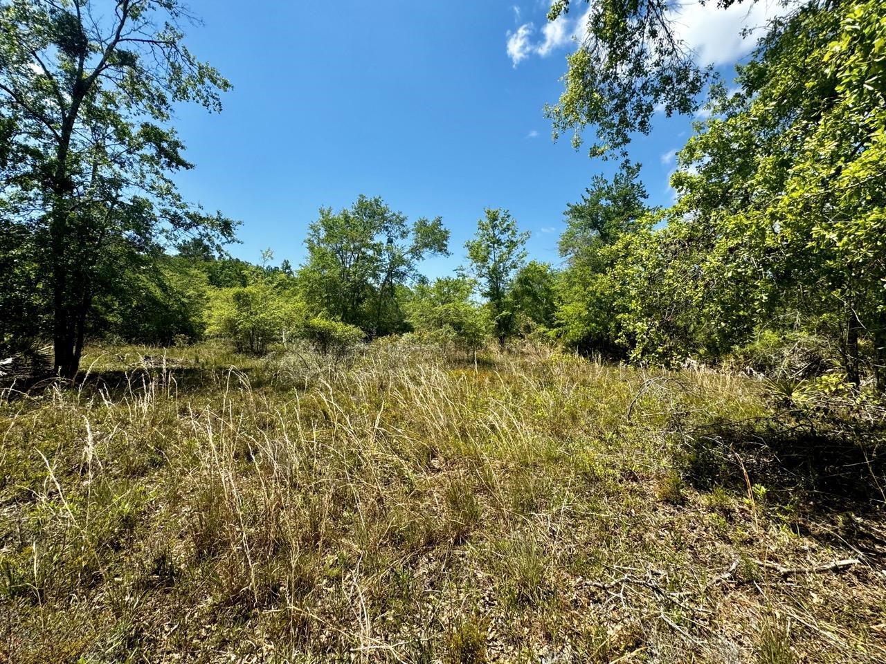 Vacant 62 Road, Lamont, Florida image 29