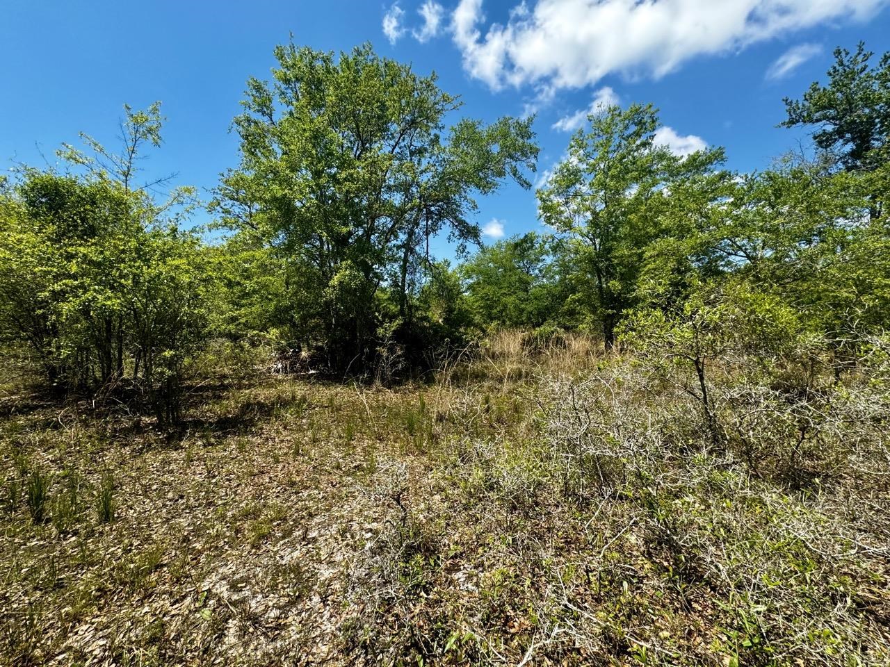 Vacant 62 Road, Lamont, Florida image 30