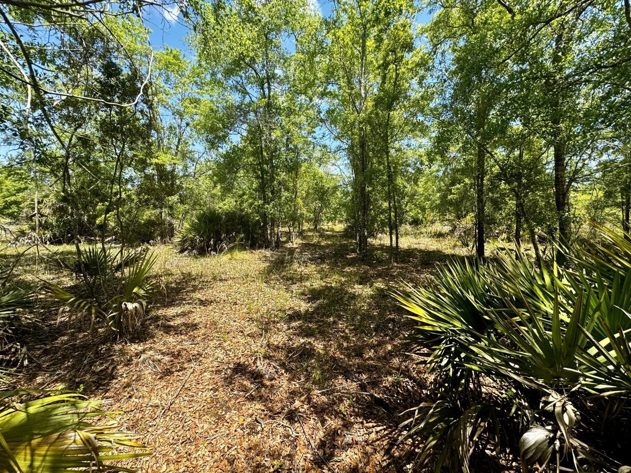 Vacant 62 Road, Lamont, Florida image 31