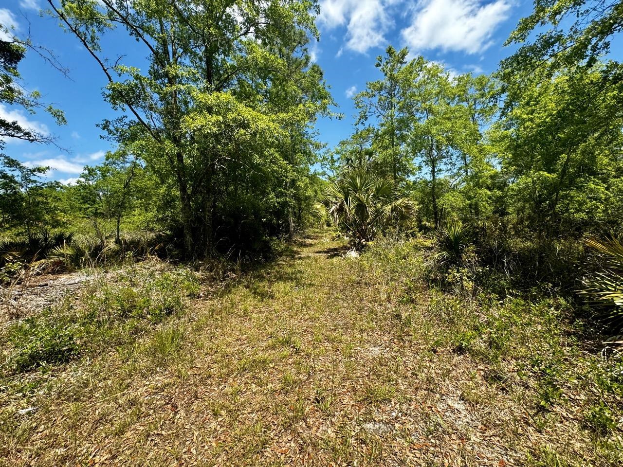 Vacant 62 Road, Lamont, Florida image 32