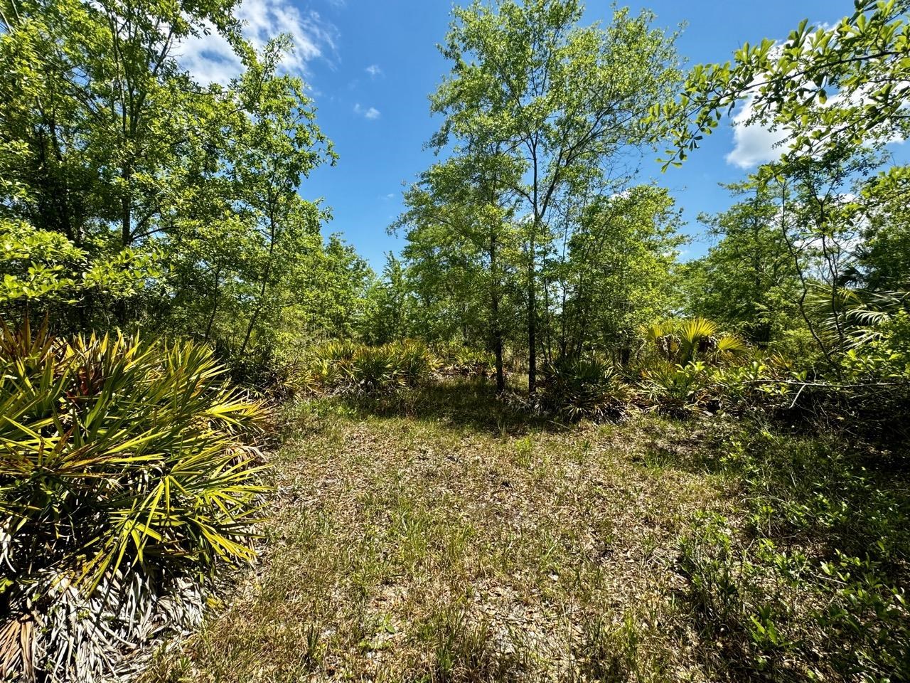 Vacant 62 Road, Lamont, Florida image 33