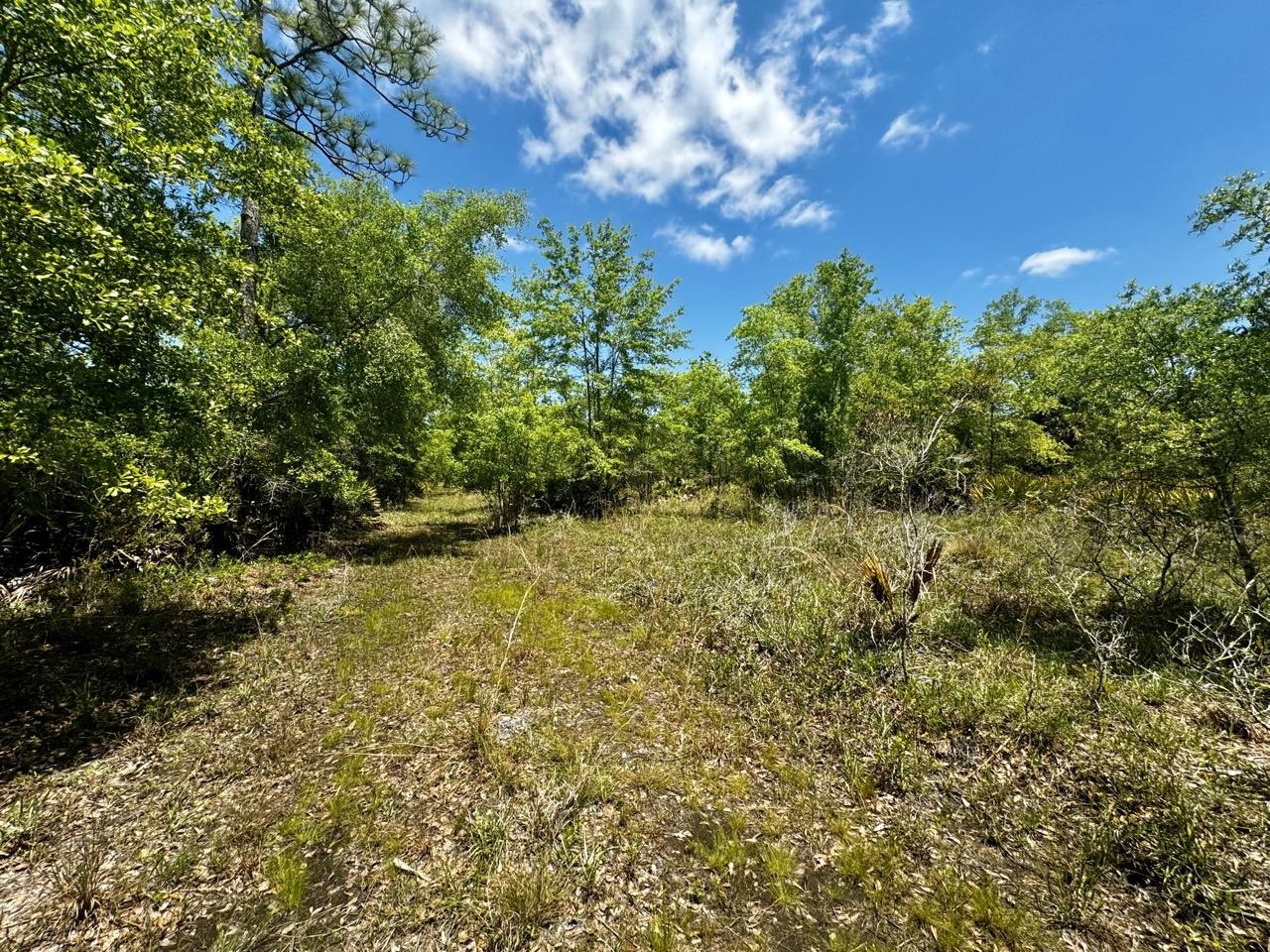 Vacant 62 Road, Lamont, Florida image 34