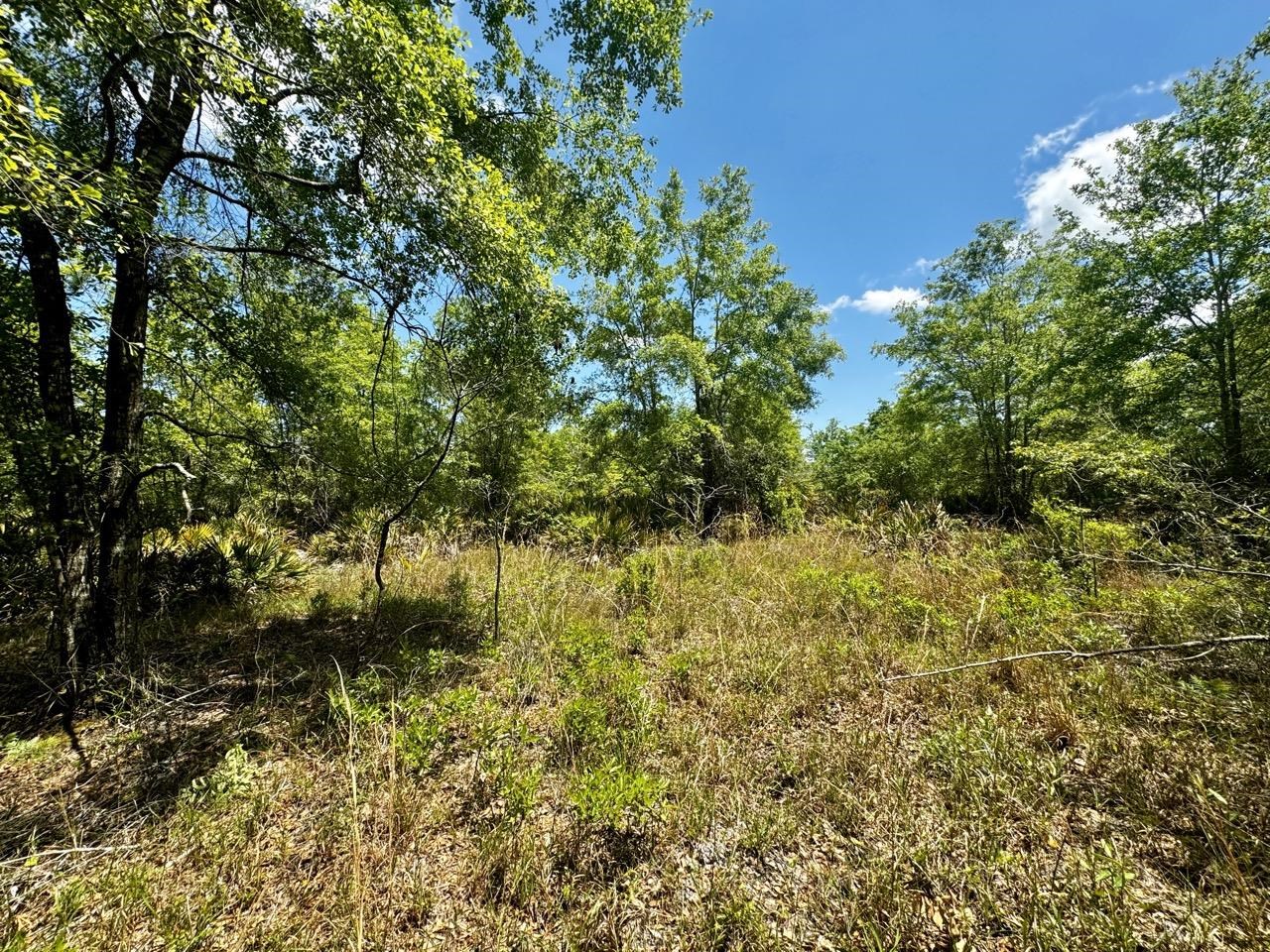 Vacant 62 Road, Lamont, Florida image 35