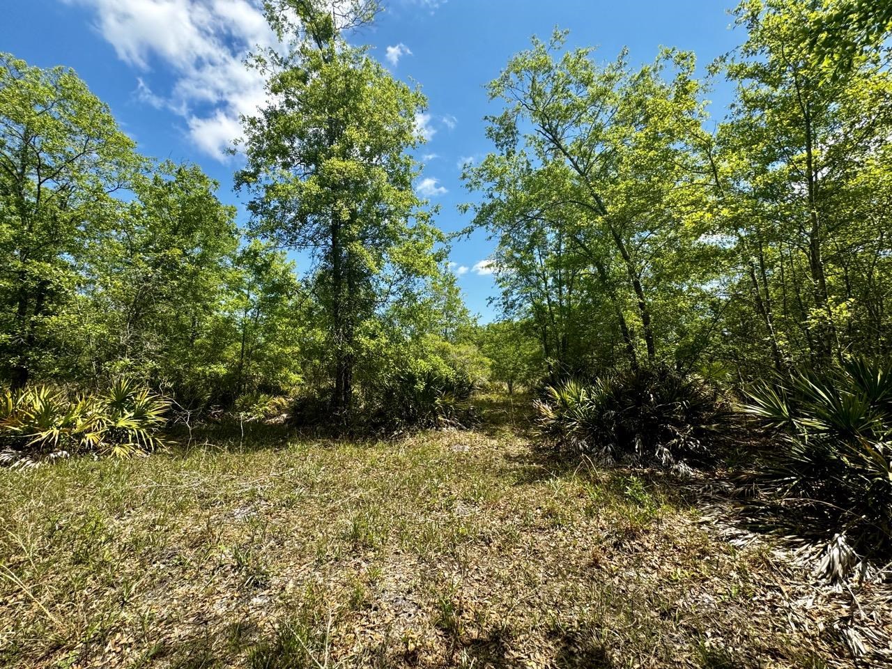 Vacant 62 Road, Lamont, Florida image 36