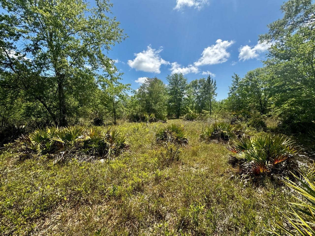 Vacant 62 Road, Lamont, Florida image 37