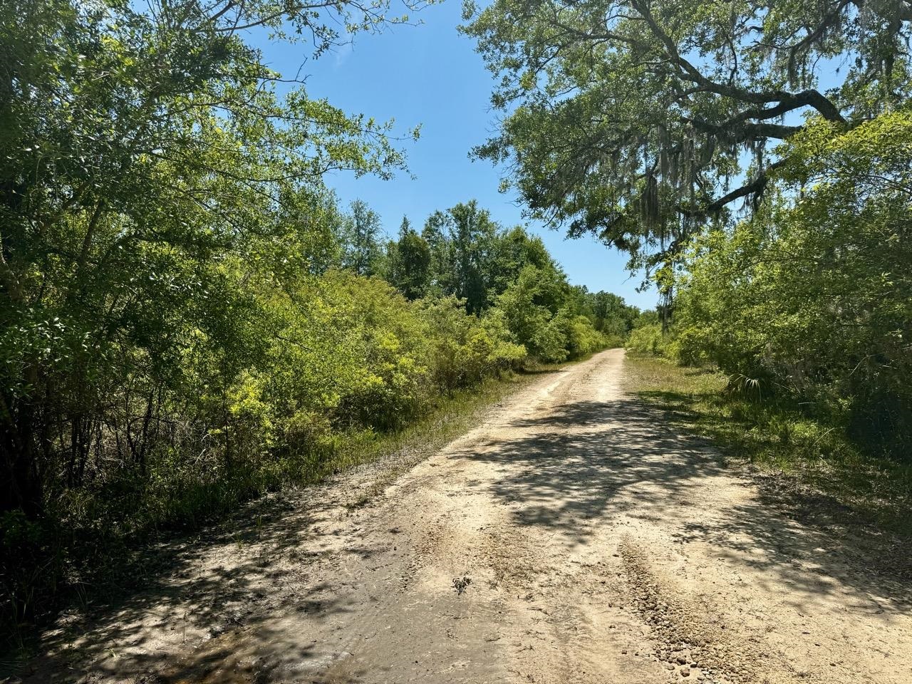 Vacant 62 Road, Lamont, Florida image 39