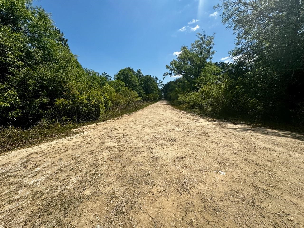 Vacant 62 Road, Lamont, Florida image 4