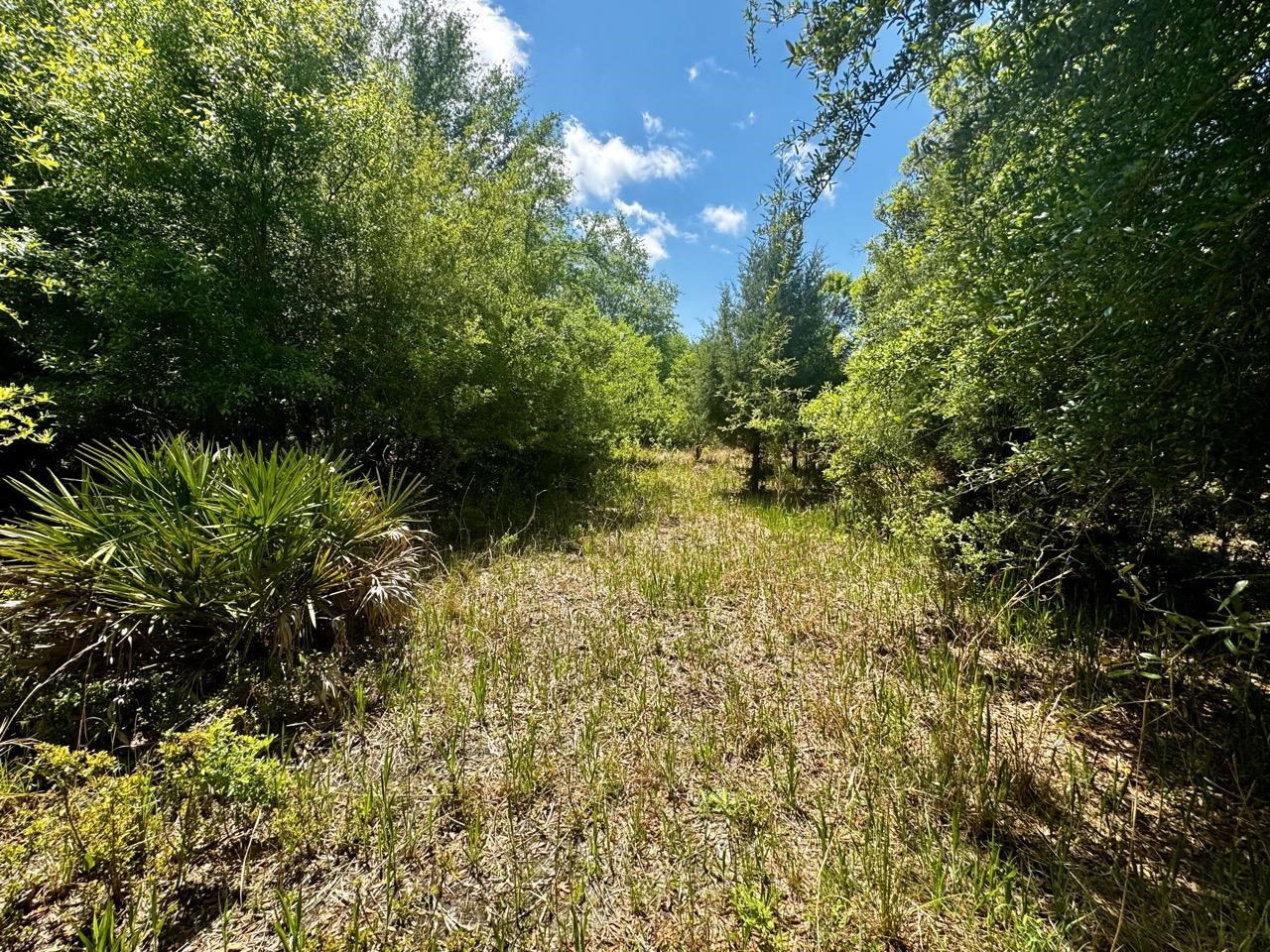 Vacant 62 Road, Lamont, Florida image 5