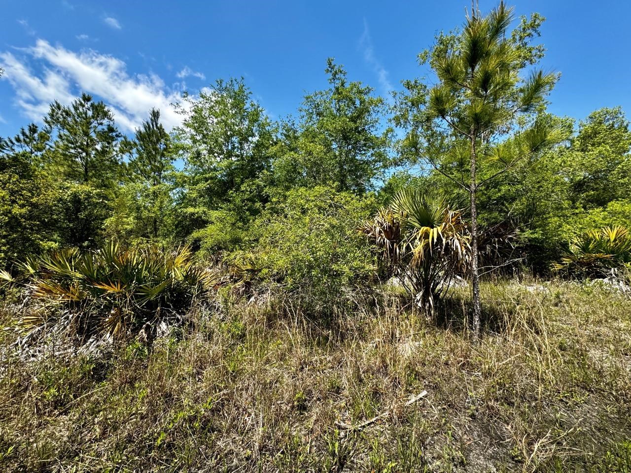 Vacant 62 Road, Lamont, Florida image 6