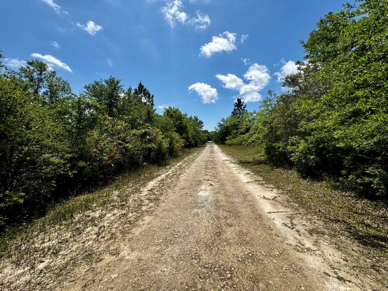 Vacant 62 Road, Lamont, Florida image 7