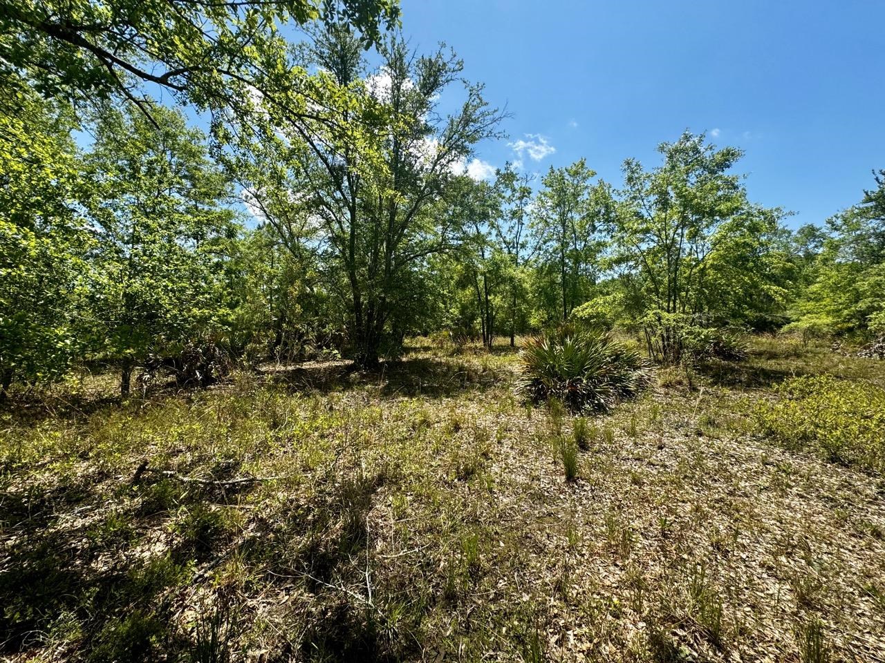 Vacant 62 Road, Lamont, Florida image 9