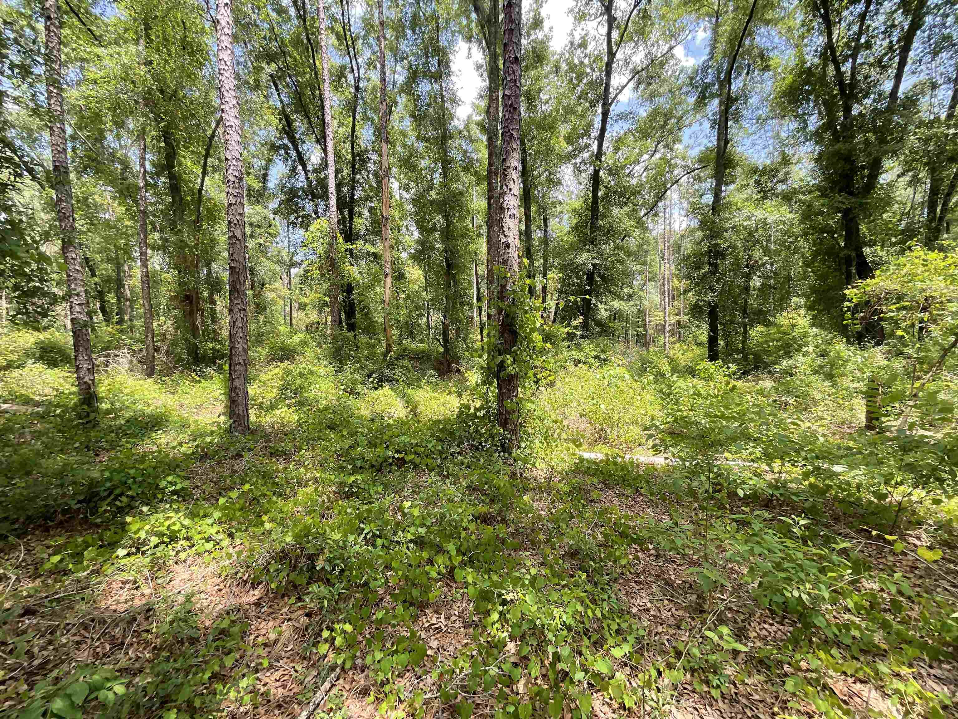 Vacant NW Sapphire Trail, Jennings, Florida image 13