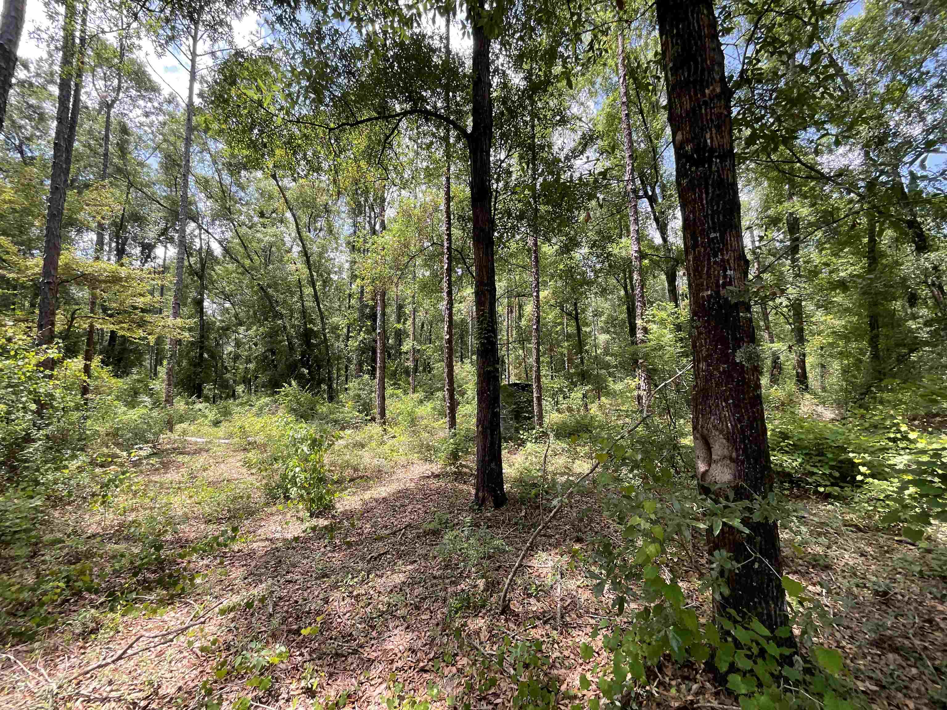 Vacant NW Sapphire Trail, Jennings, Florida image 14