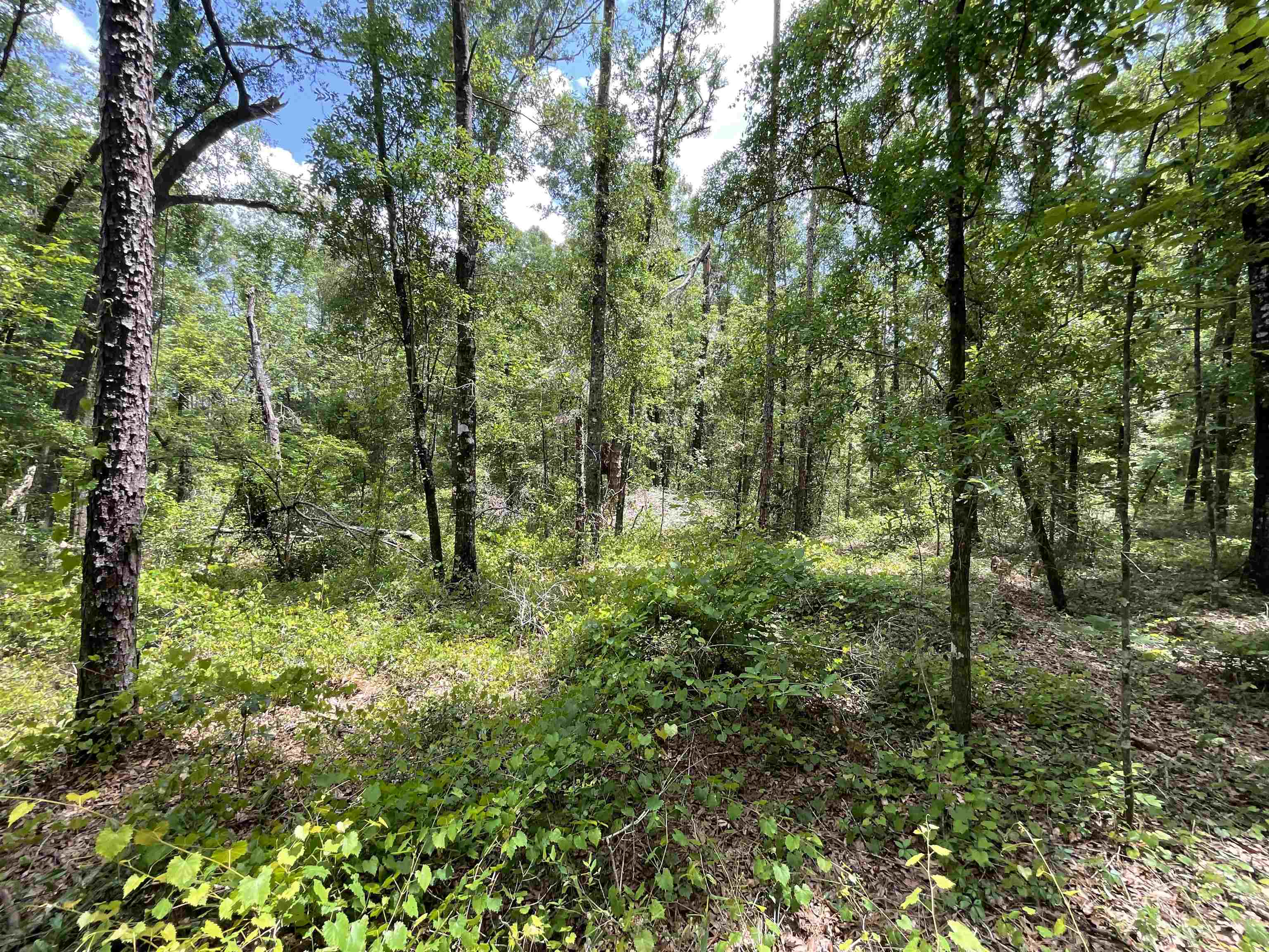 Vacant NW Sapphire Trail, Jennings, Florida image 15