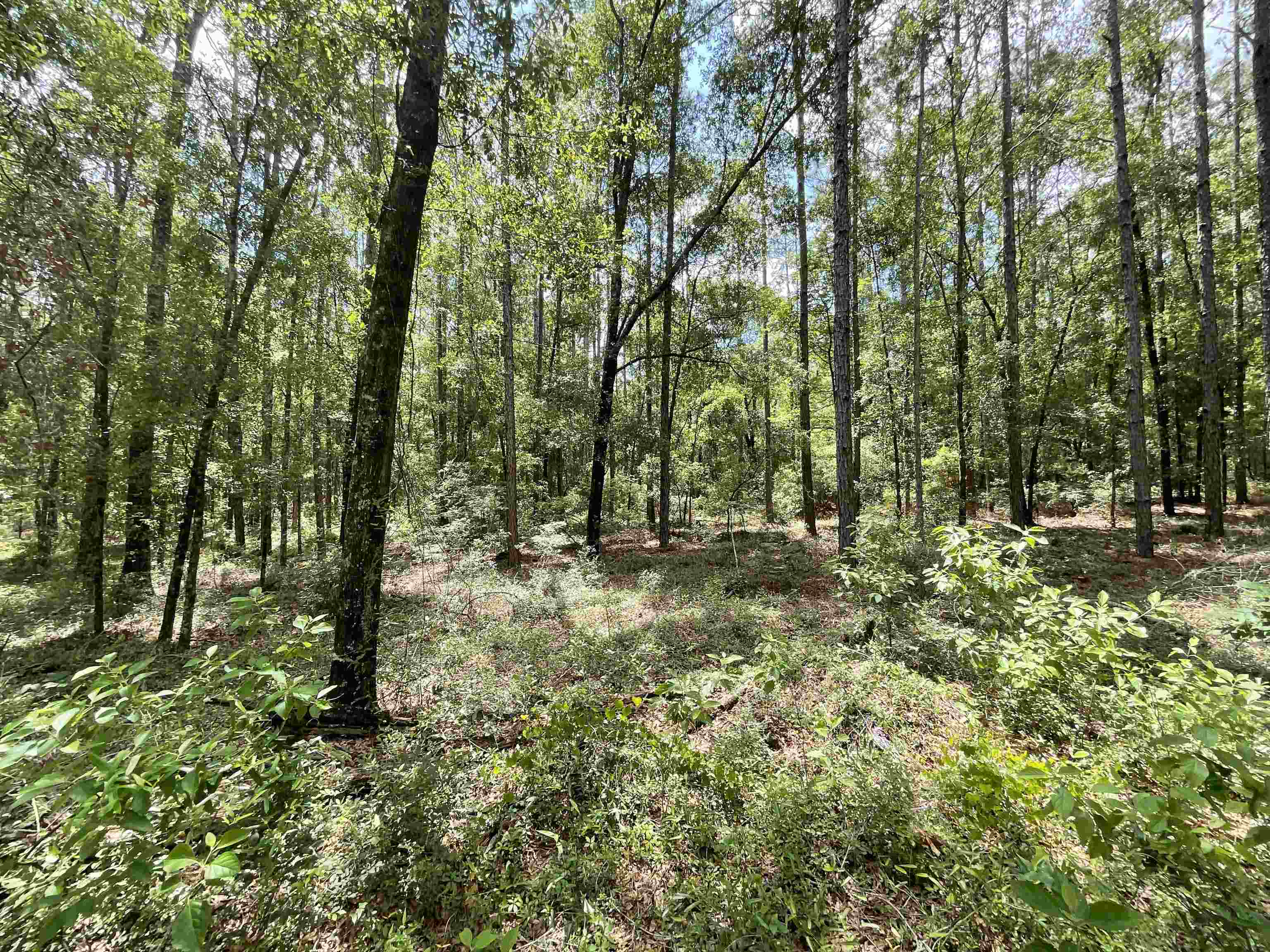 Vacant NW Sapphire Trail, Jennings, Florida image 16